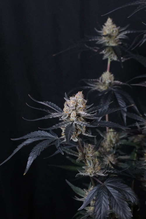 Guava Runtz Auto