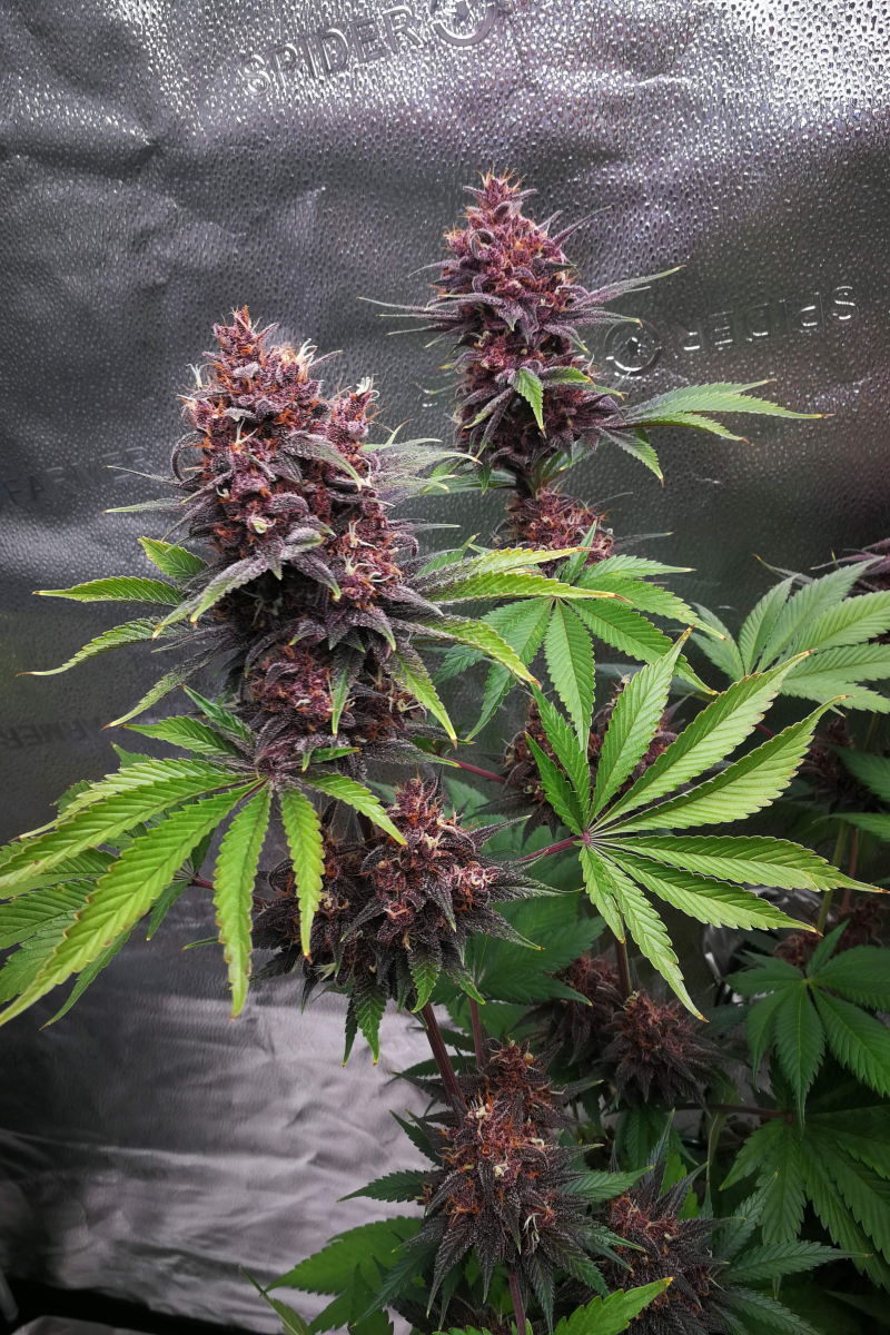 Photo of Purple Lemonade FF
