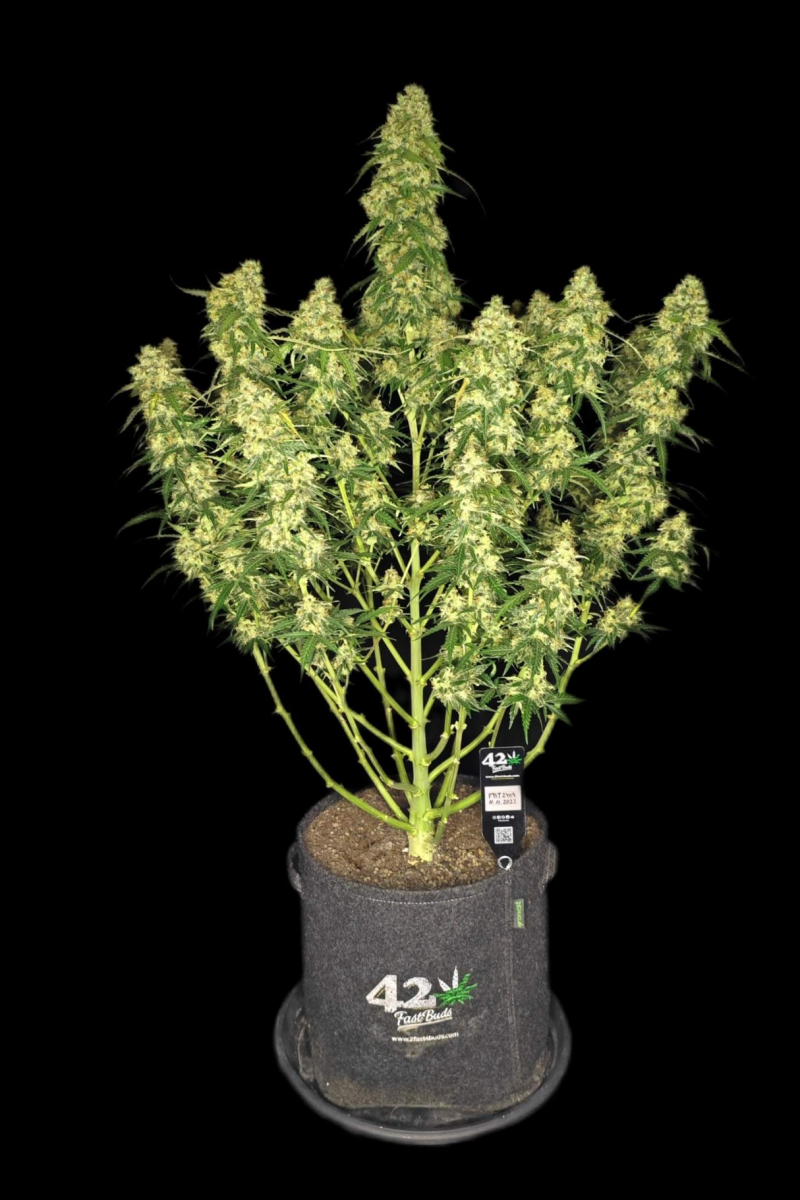 Photo of Sour Jealousy Auto