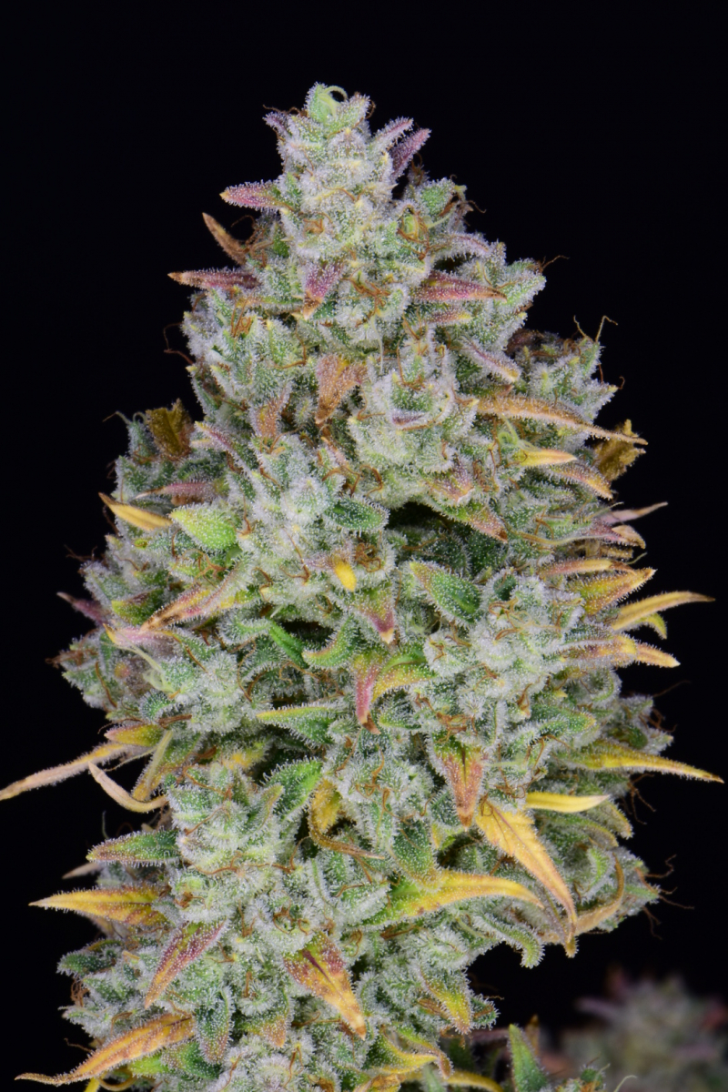 Photo of Gelato Auto
