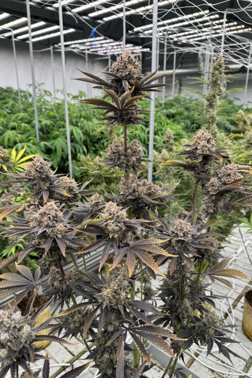 Banana Purple Punch Auto RF3