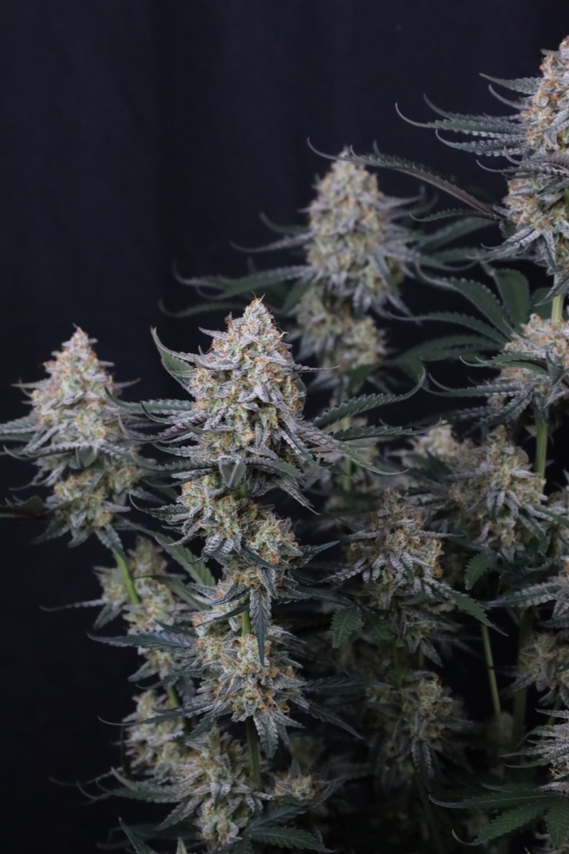 Photo of Guava Sundae Auto