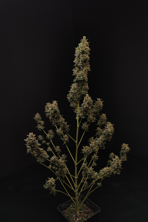 Chemdawg Auto