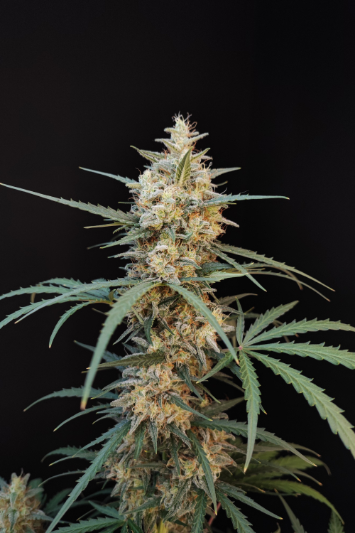 Chemdawg Auto