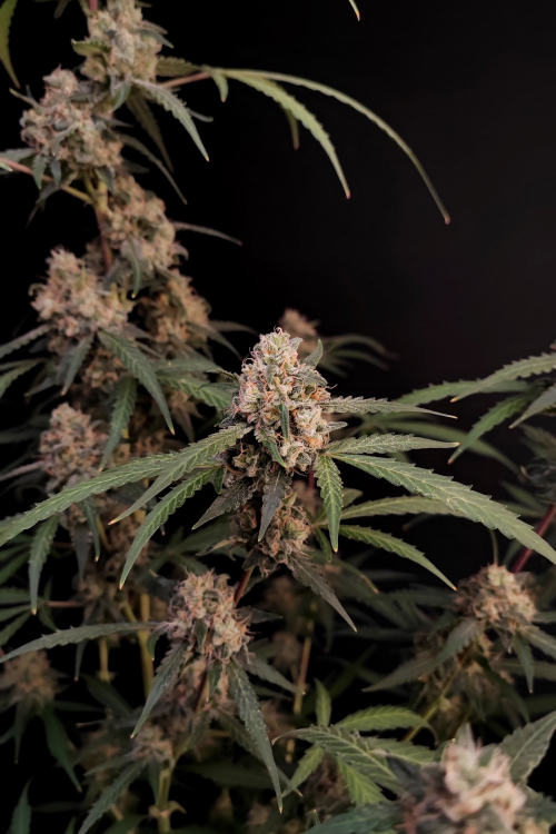 AK Auto
