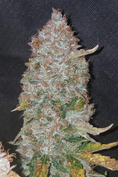 Stardawg Auto