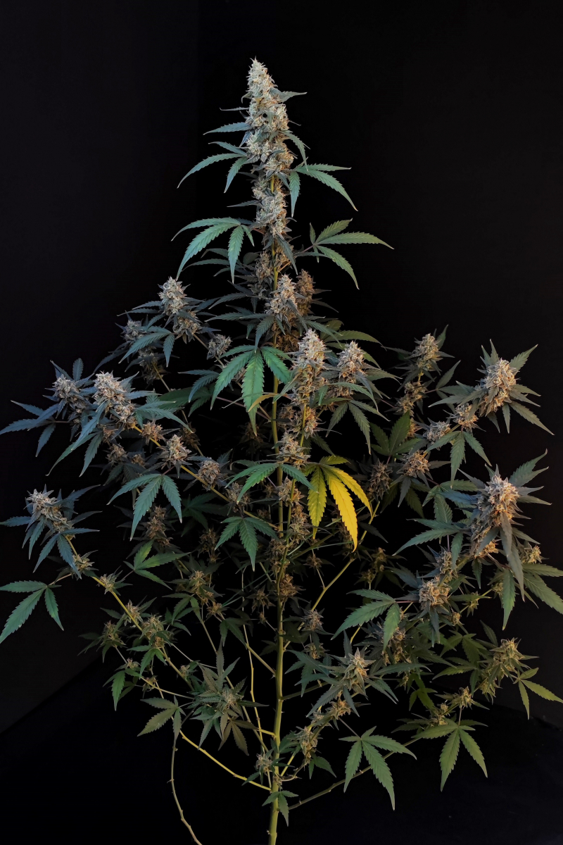 Photo of BubbleGum Auto