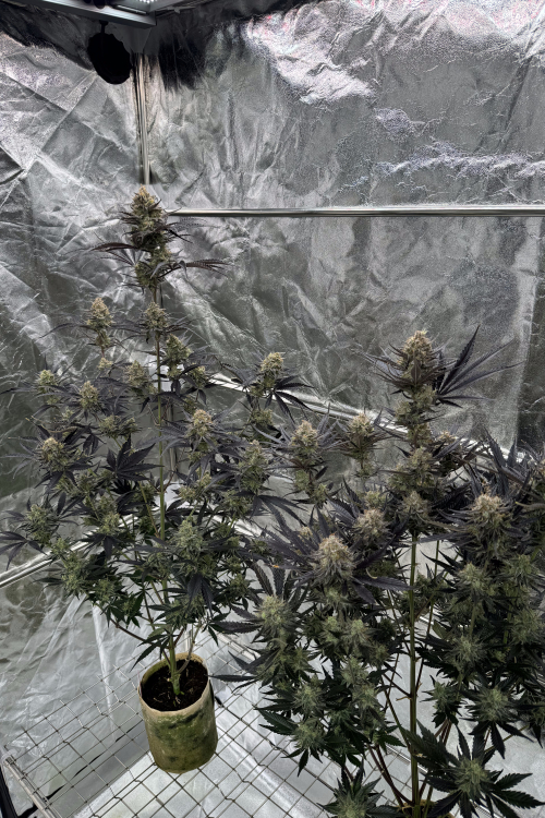 Guava Auto RF3