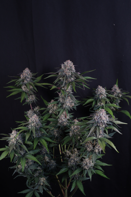 Lemon Cherry Sundae Auto