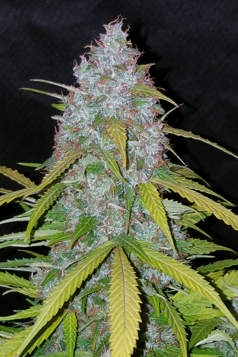 Photo of Californian Snow Auto