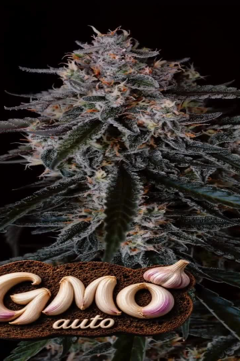GMO Auto - Frosty Garlic Seed Built for Cold Climates
