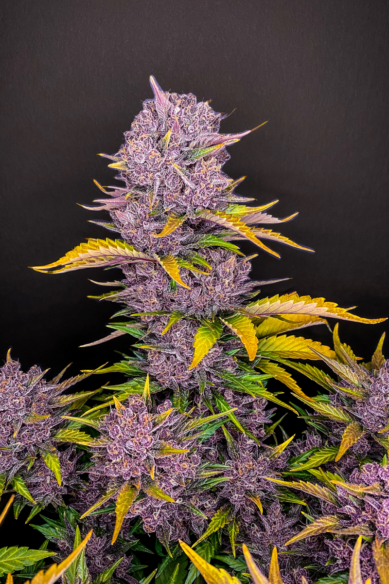 Photo of Purple Lemonade Auto