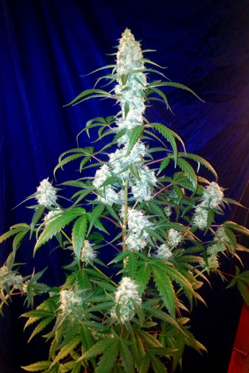 West Coast OG Auto