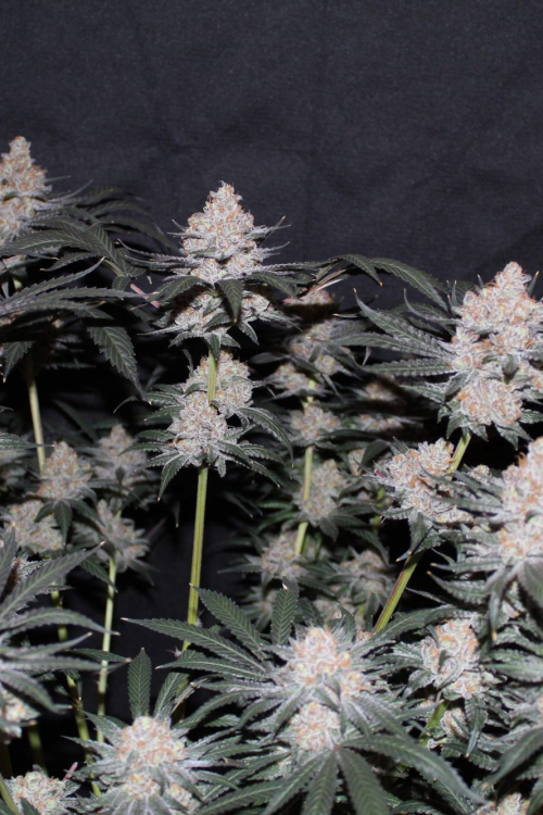 Tropicana Cookies FF