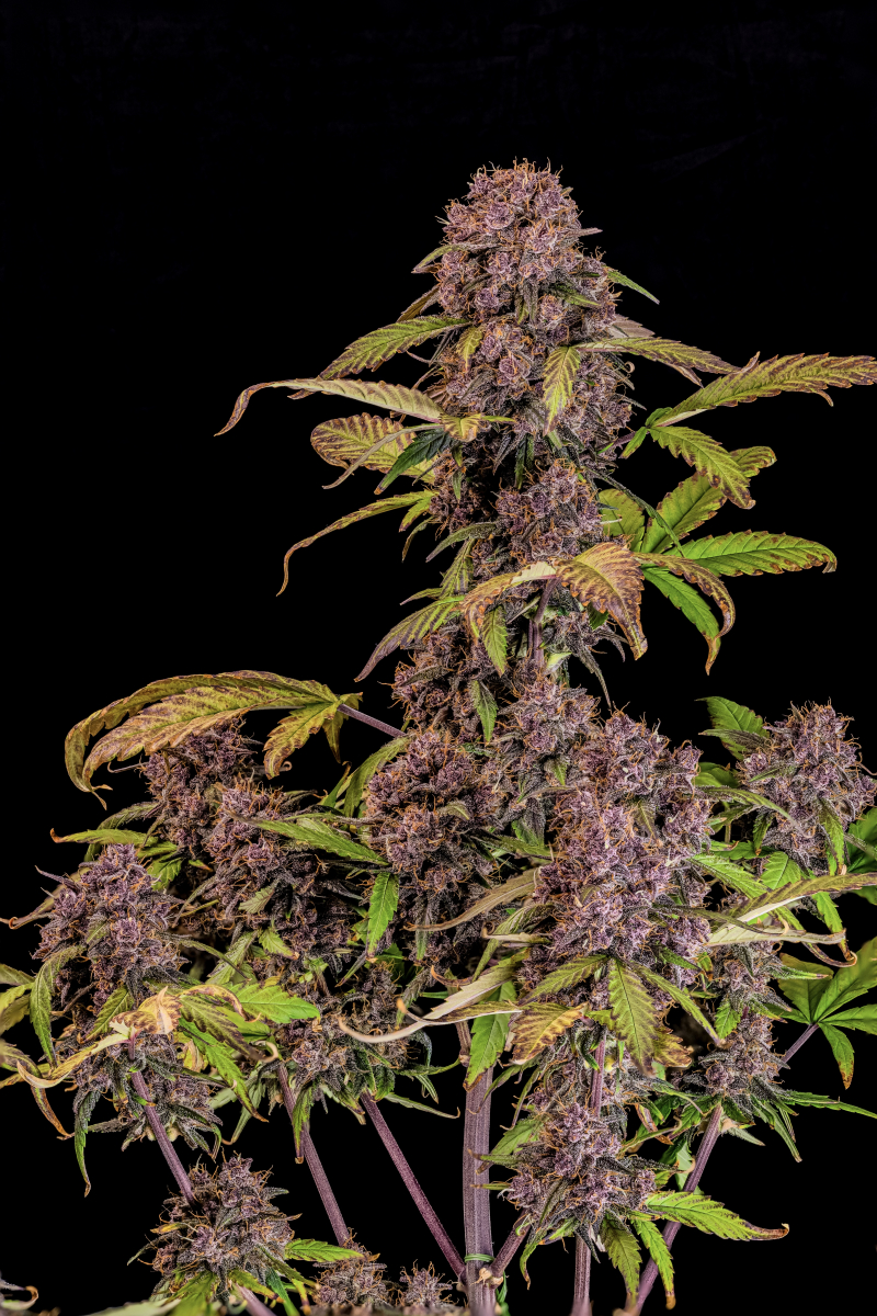 Photo of Lemon Cherry Cookies Auto