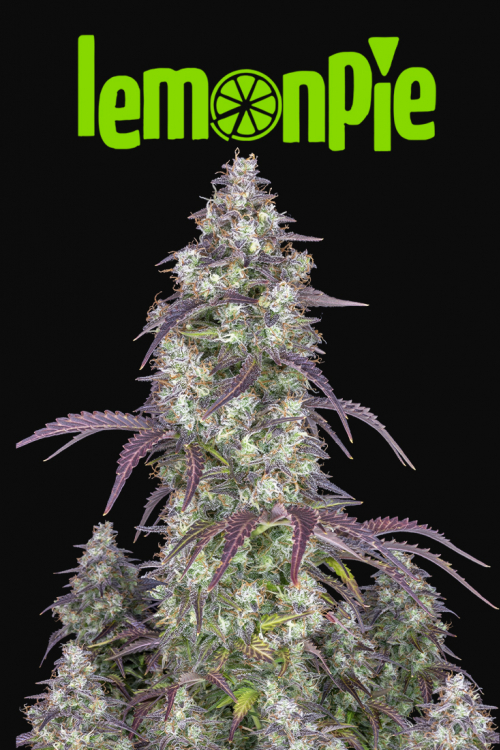 Lemon Pie Auto