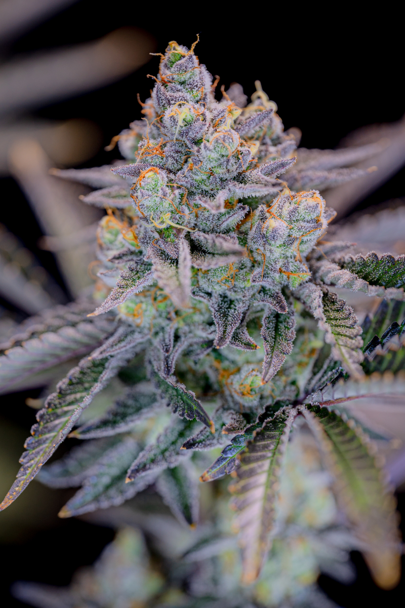 Photo of Gorilla Cookies FF