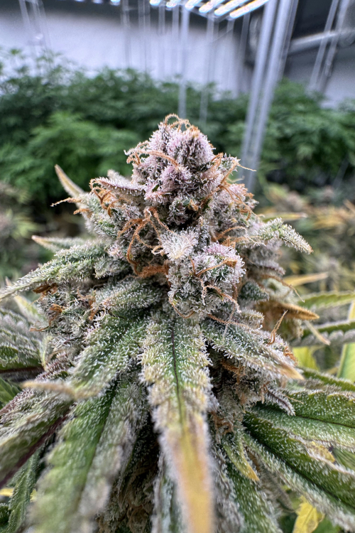 Cherry Cola Auto RF3