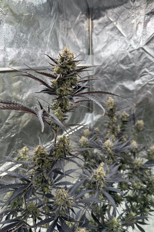 Guava Auto RF3