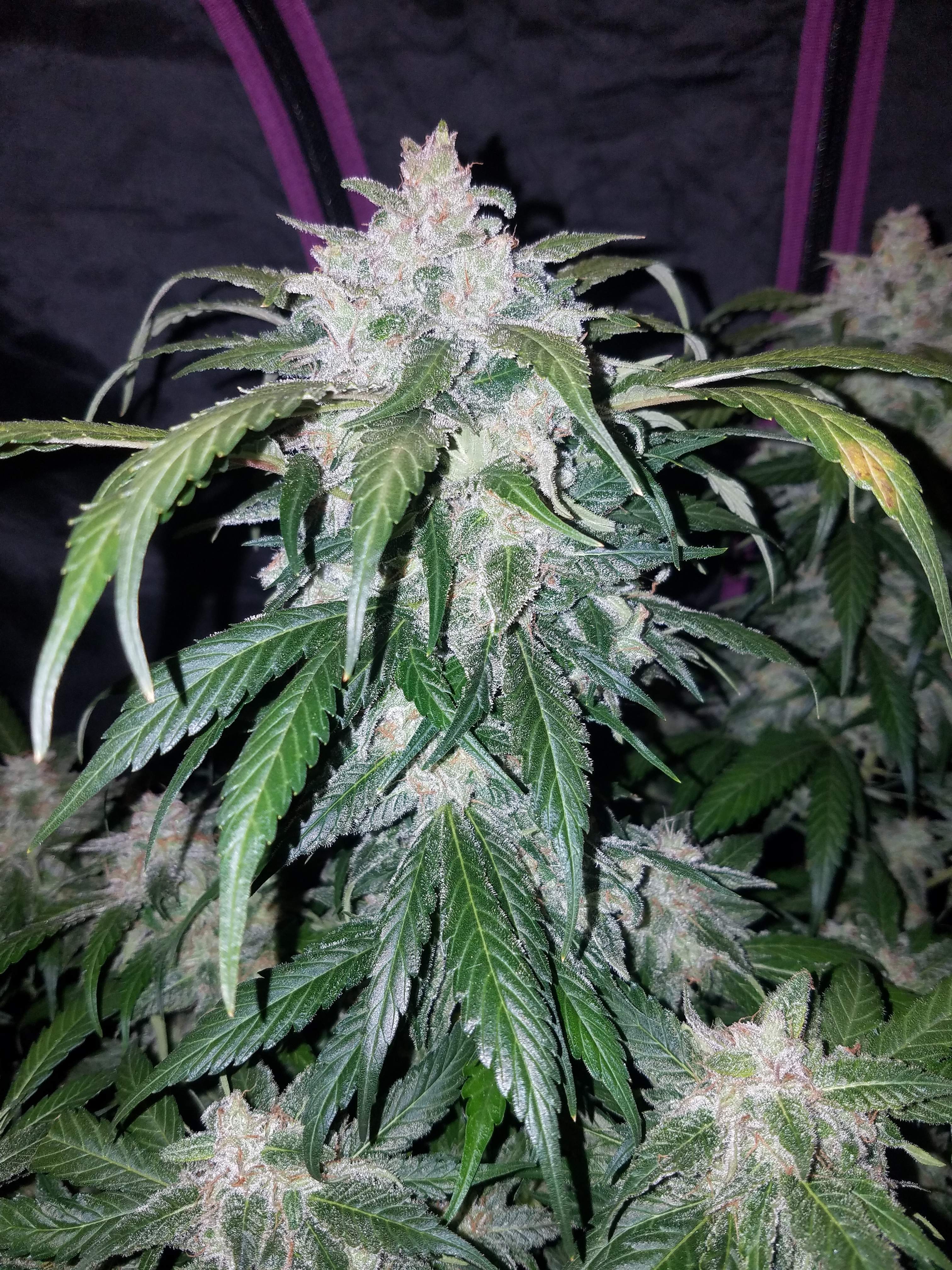 Tangie Matic