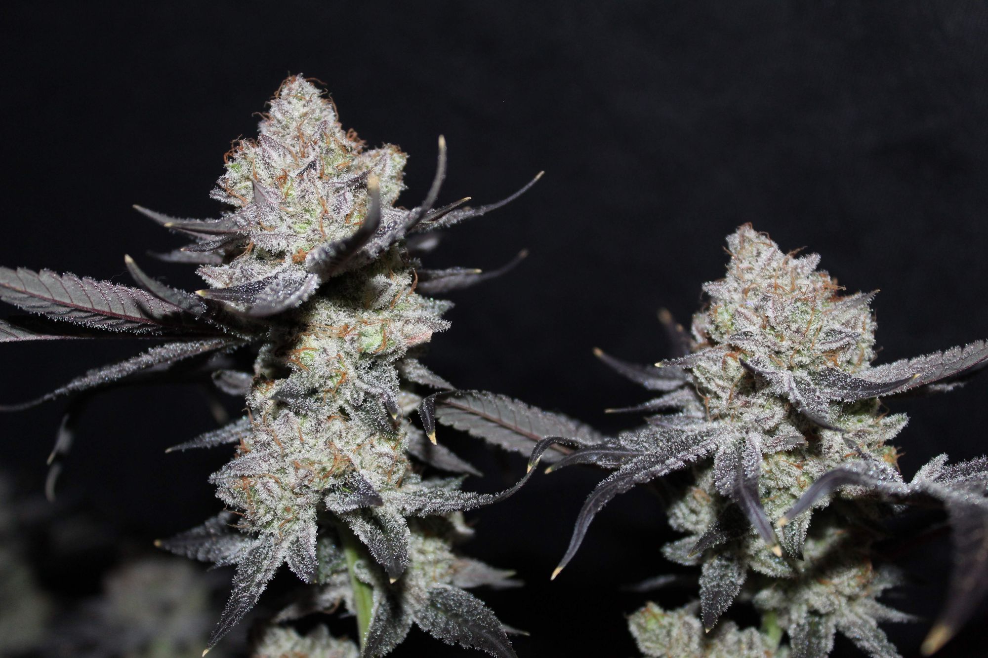 Tropicana Cookies FF