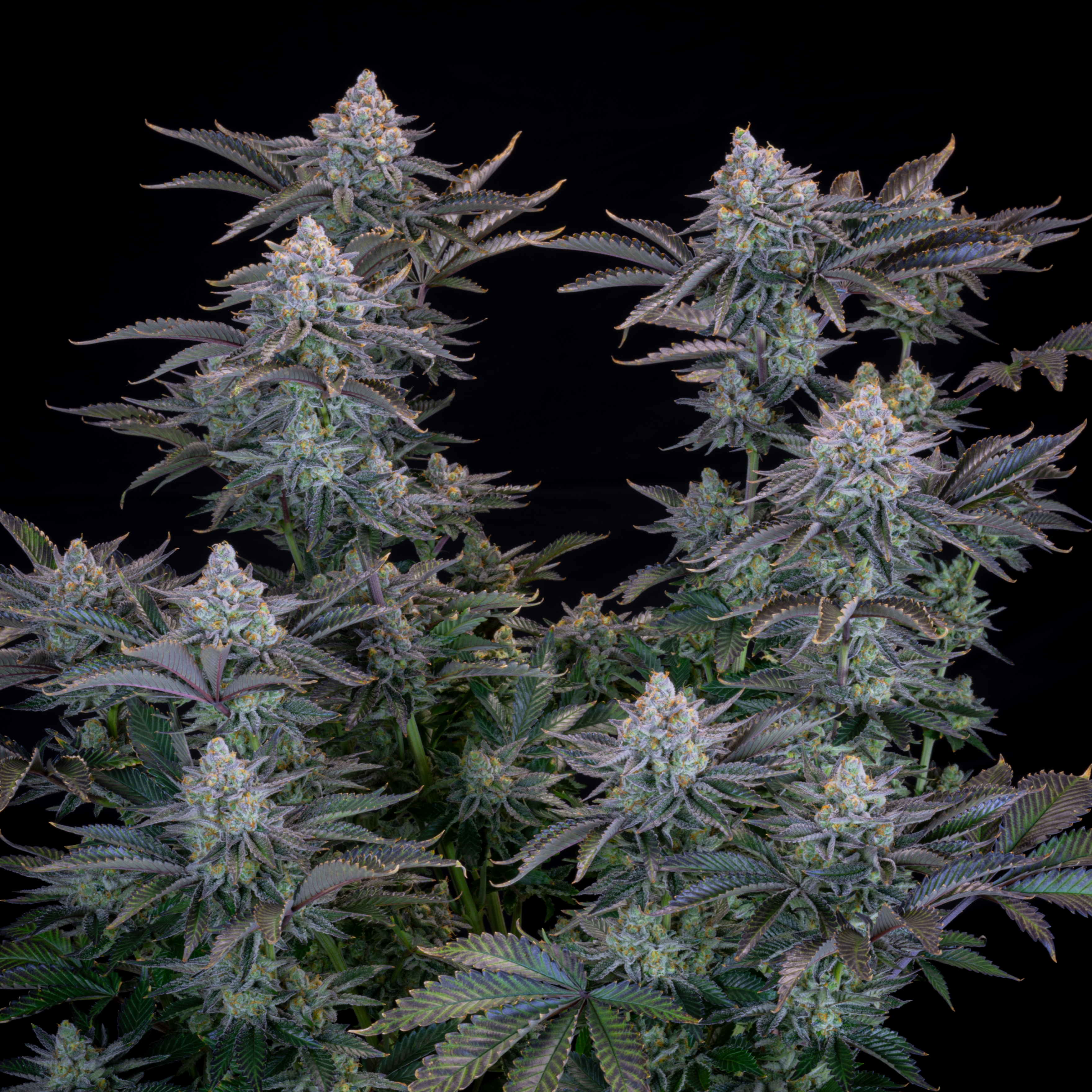 Gorilla Cookies FF