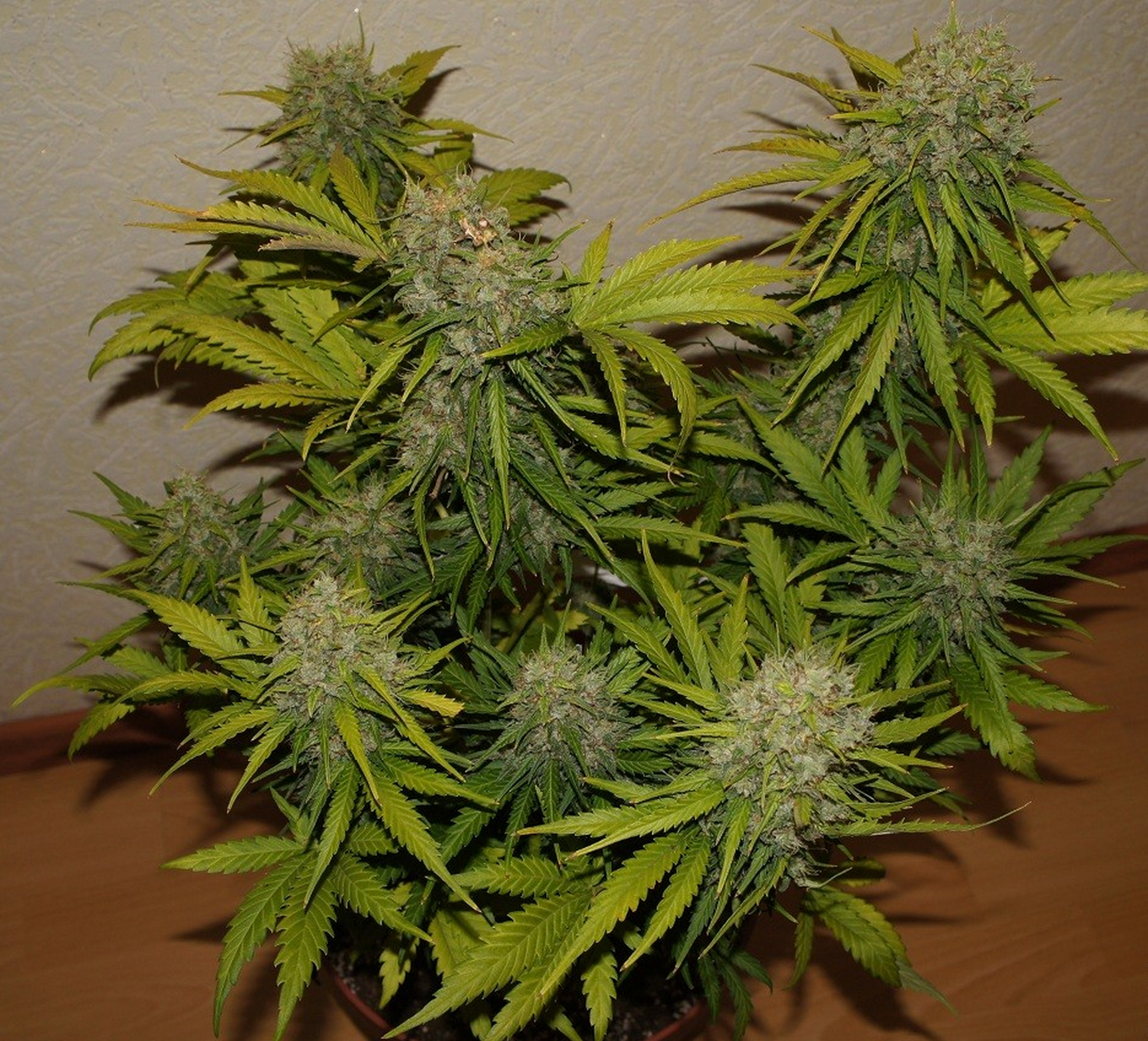 Grapefruit