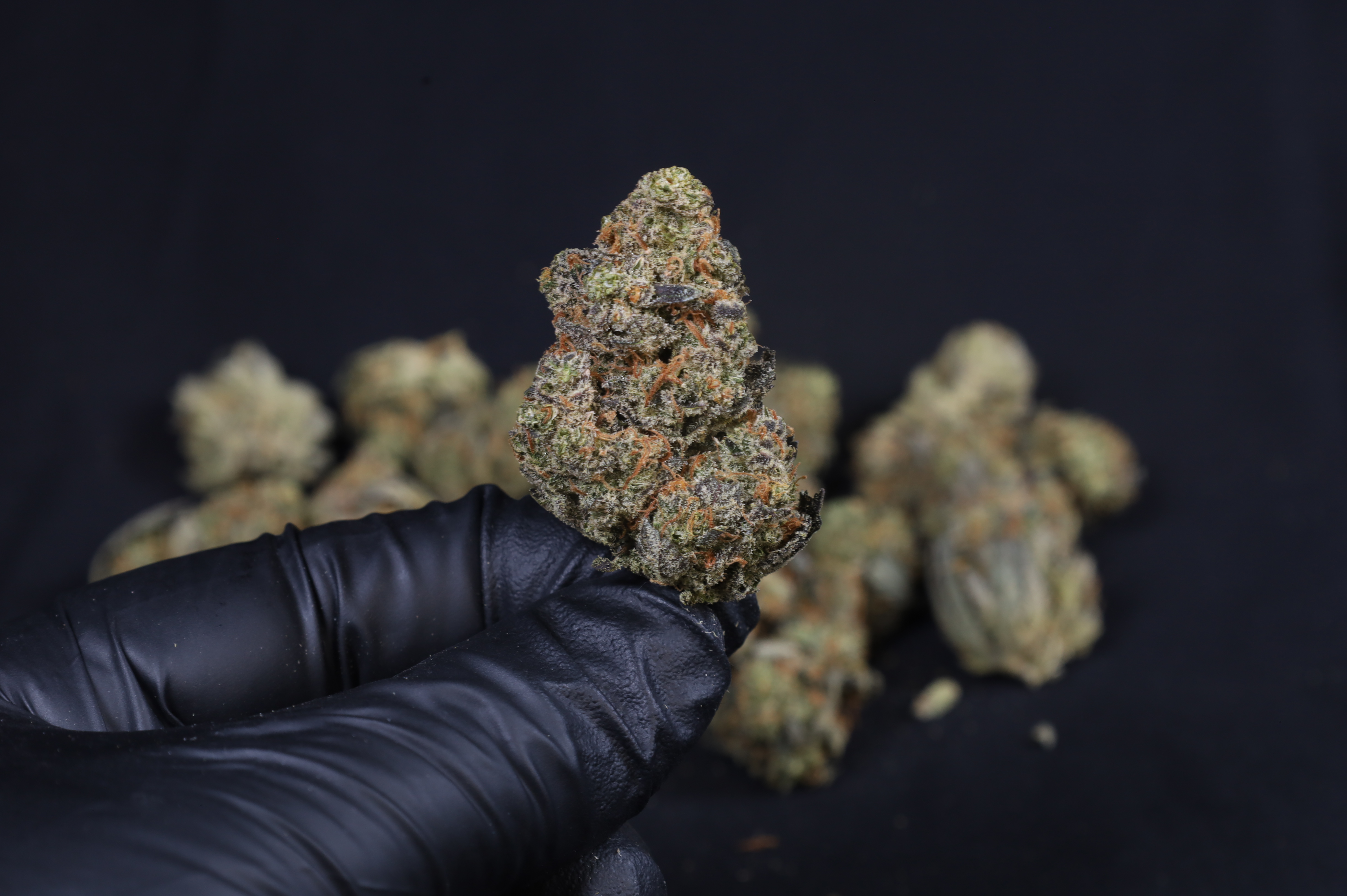 Guava Auto RF3