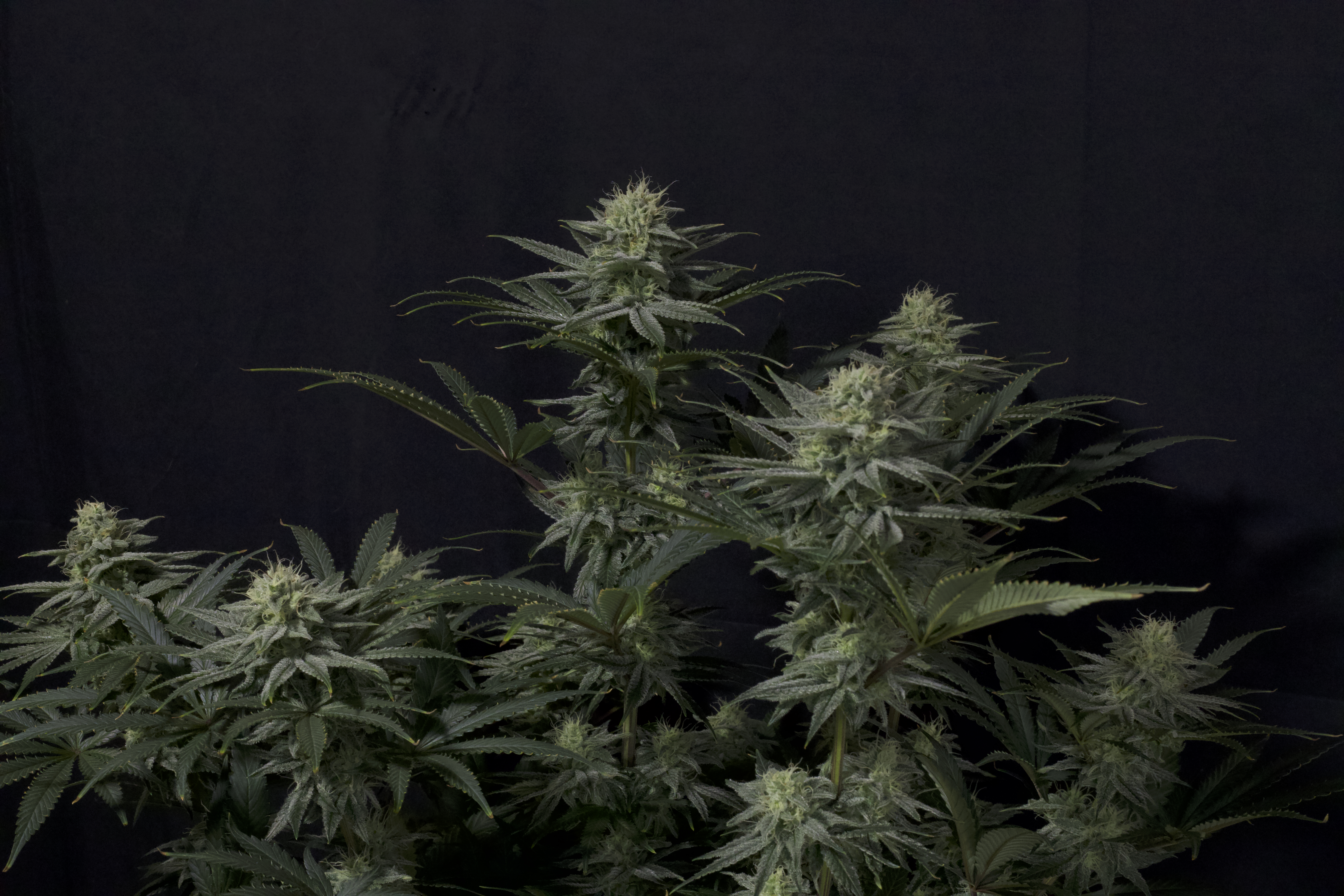 Gorilla Sherbet FF