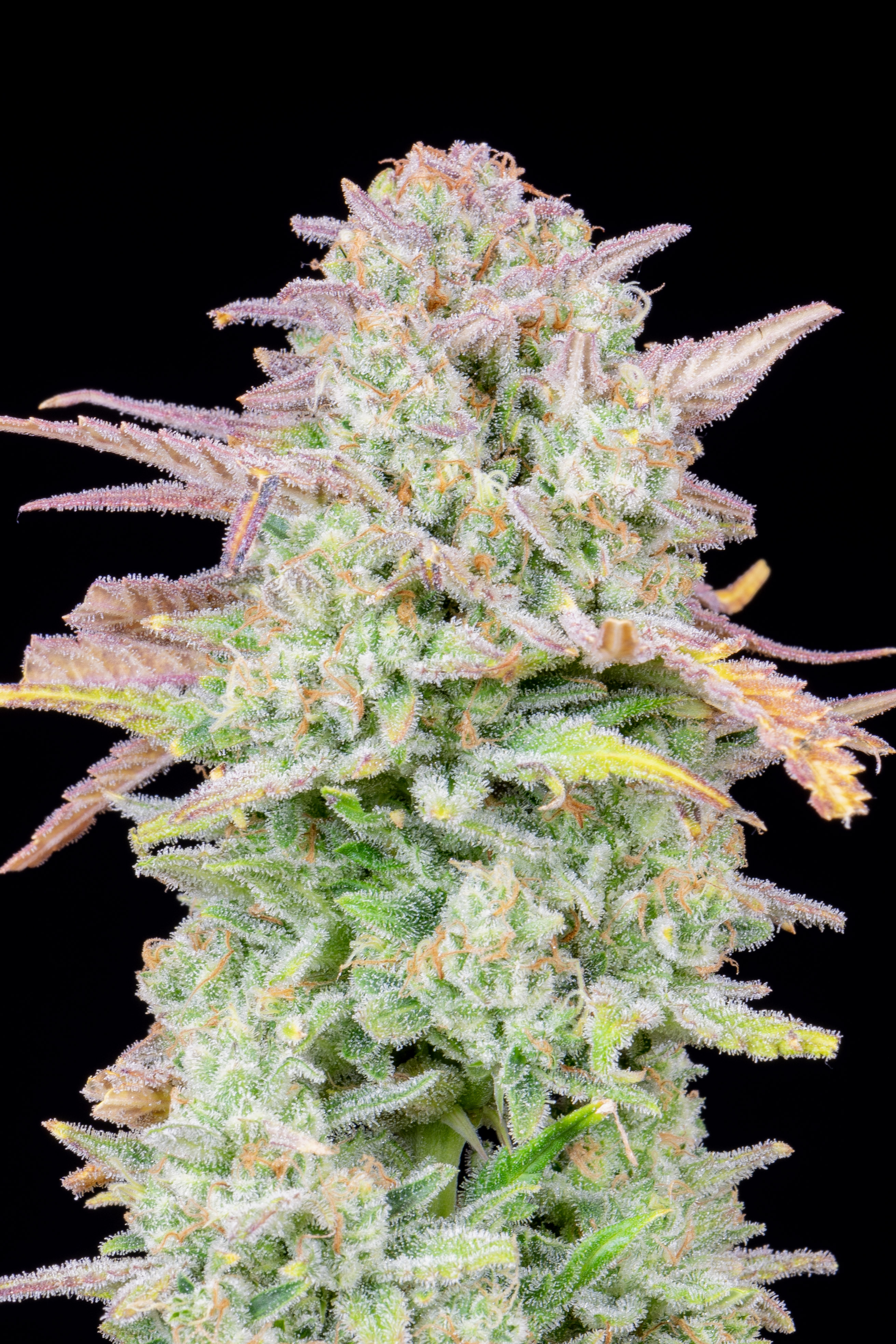 Original Trainwreck Auto