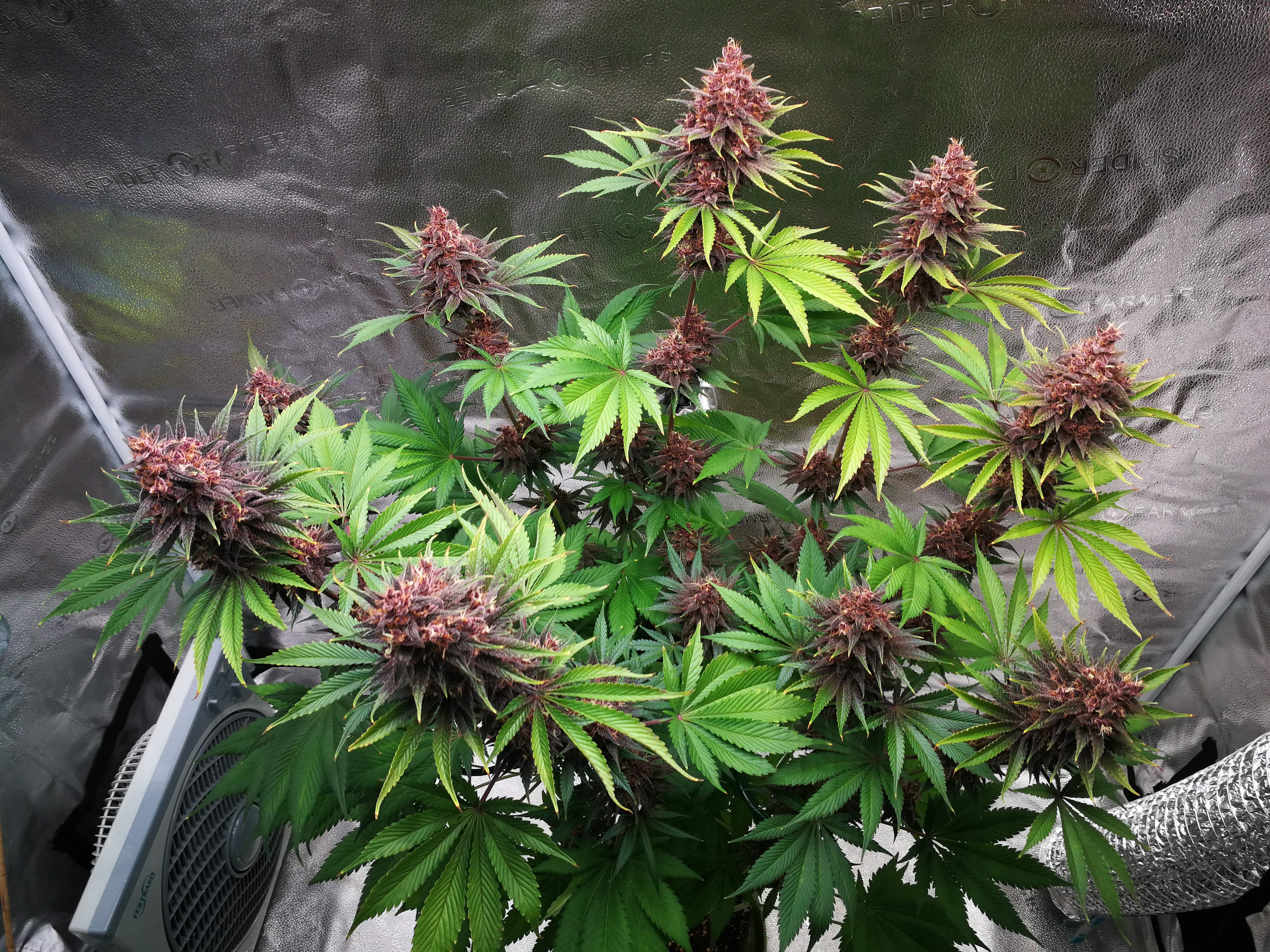 Purple Lemonade FF
