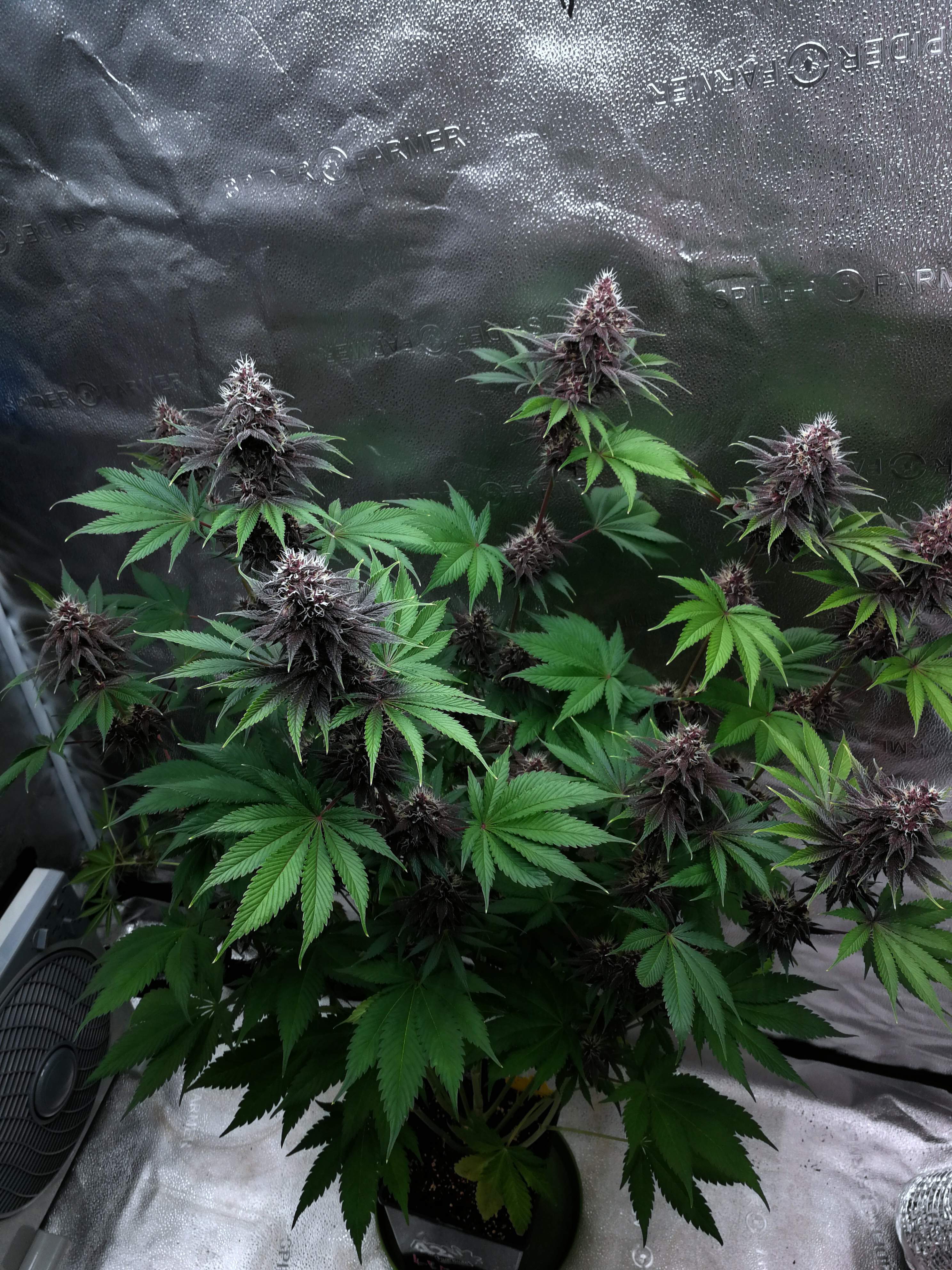 Purple Lemonade FF