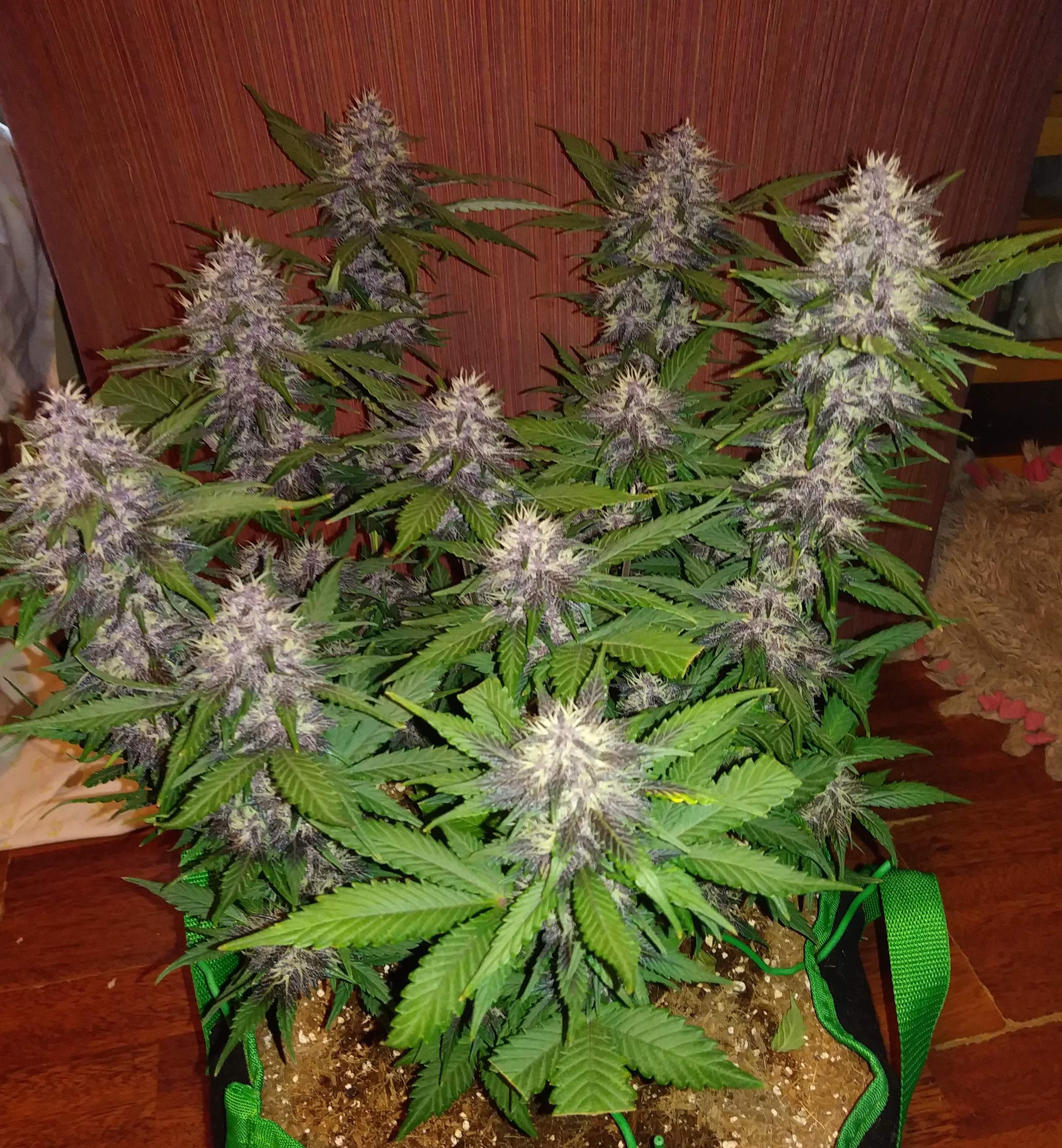 Crystal METH