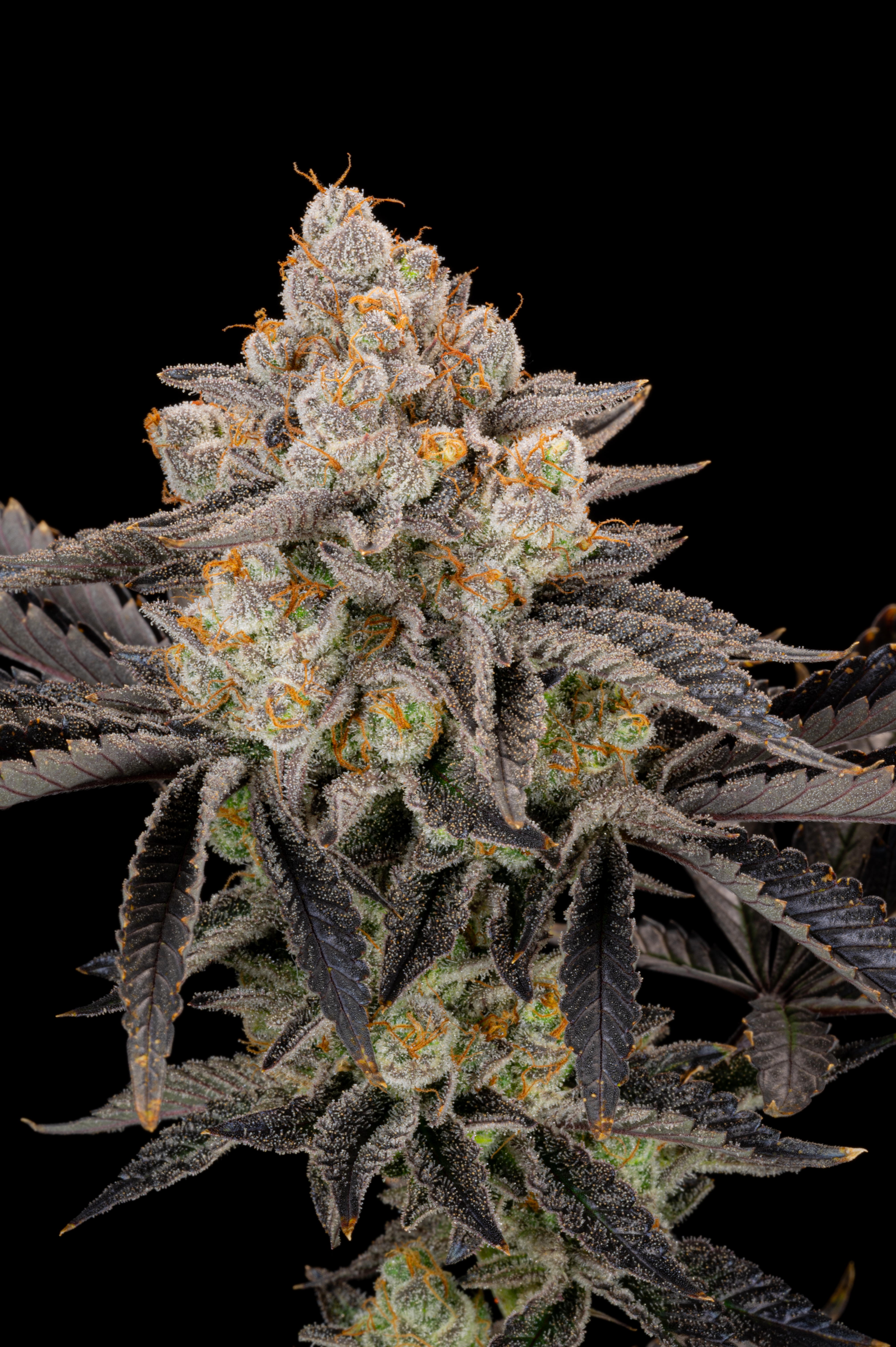 Gorilla Cookies FF
