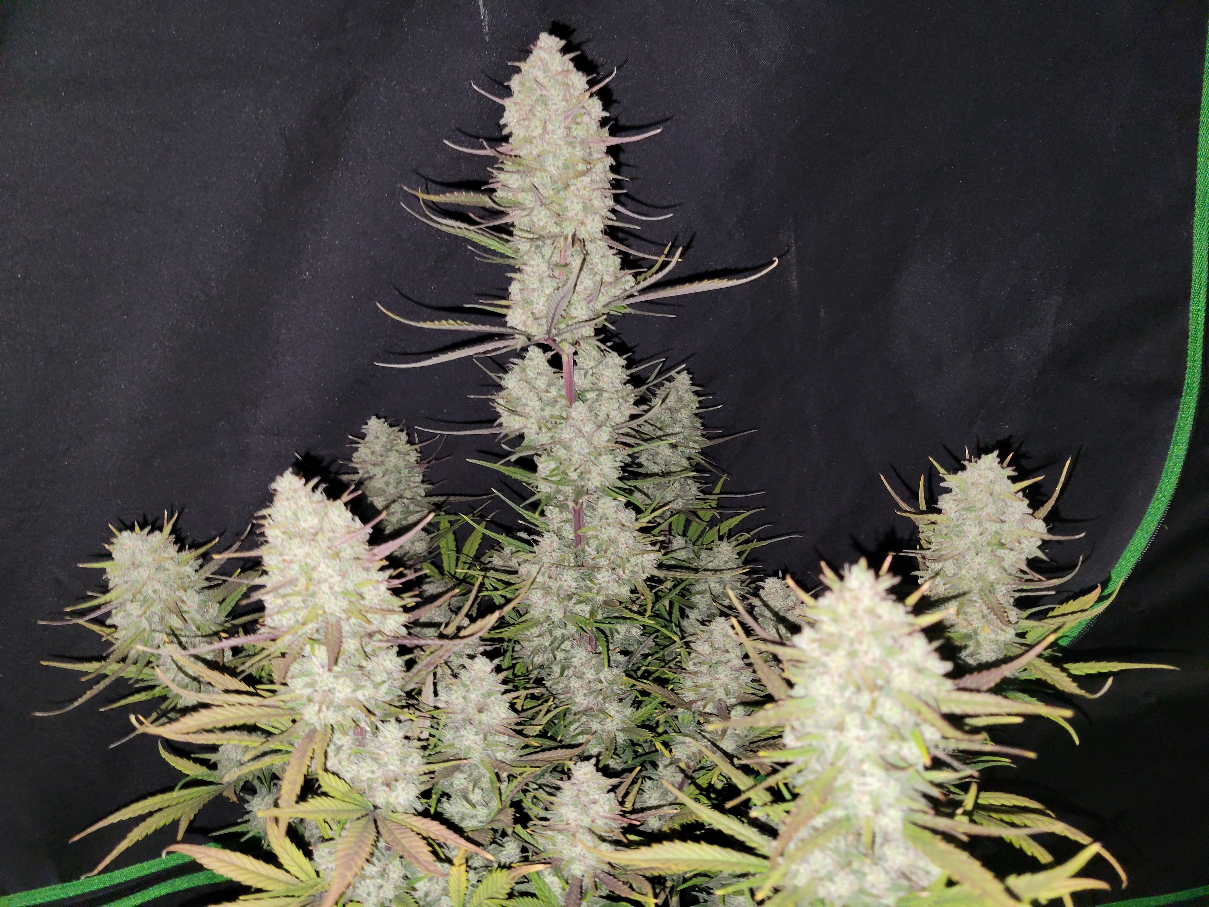 Tropicana Cookies Auto