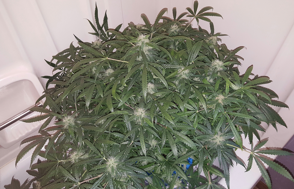 Green Crack