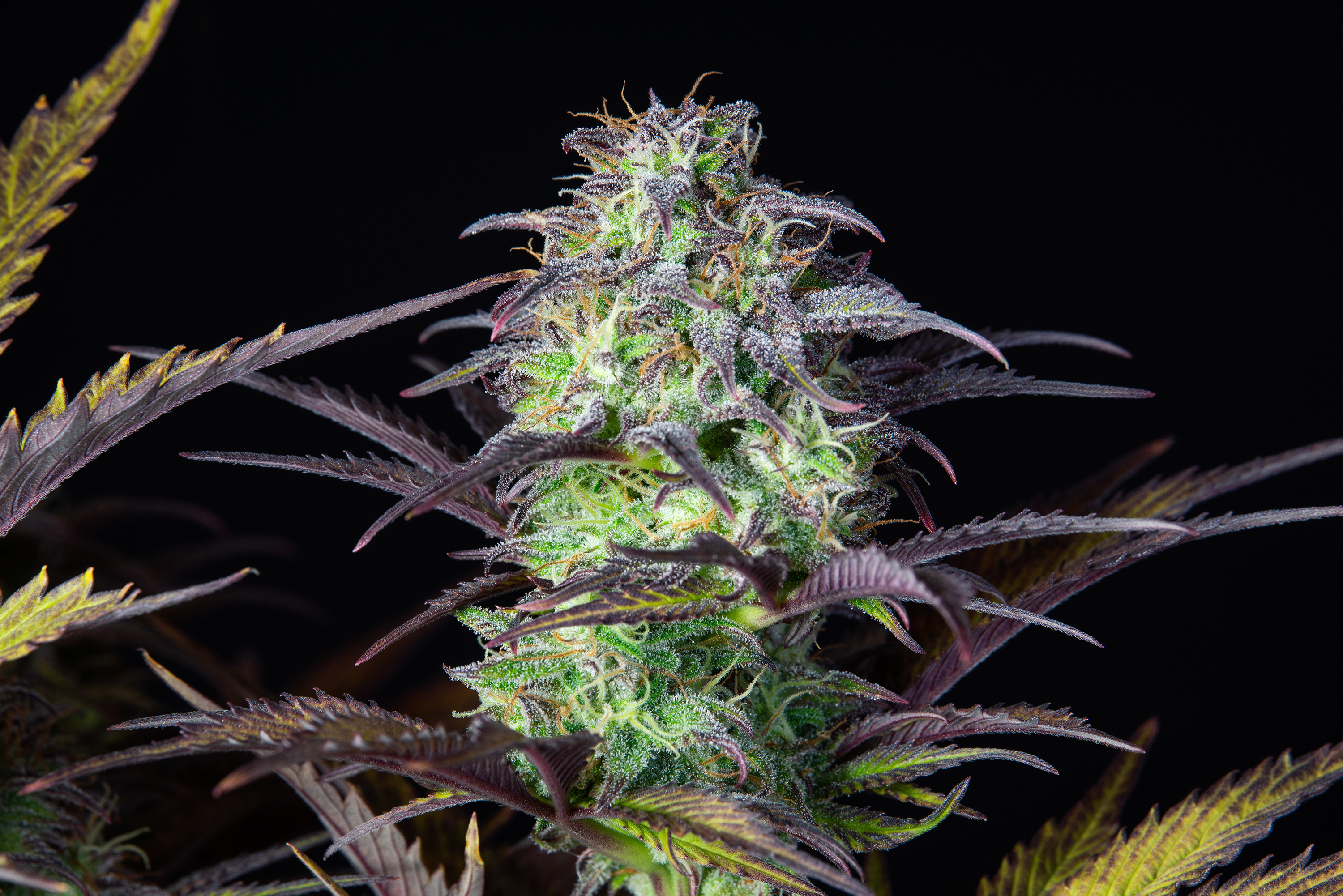 Original Blueberry Auto