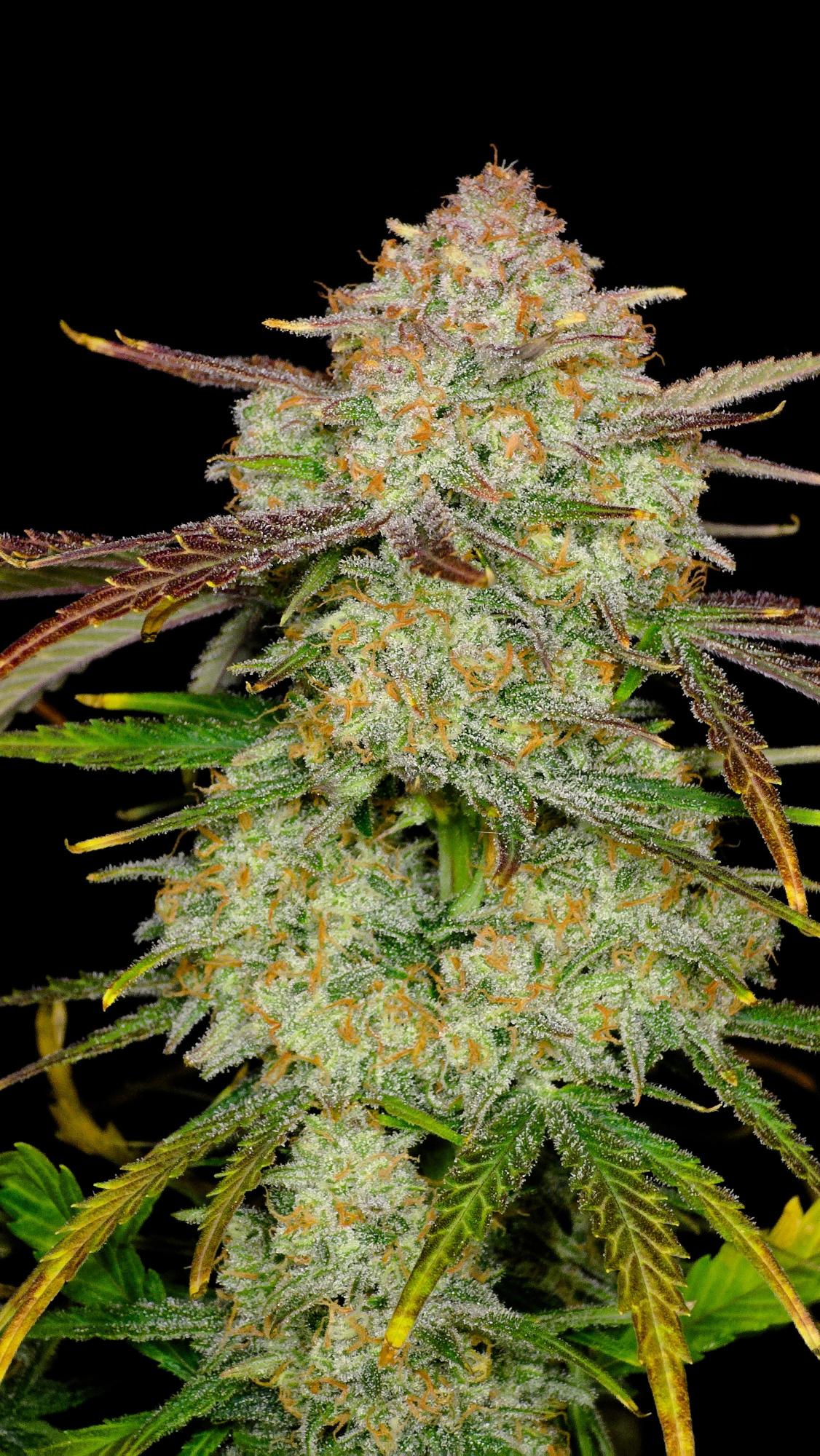 Frostbanger Auto
