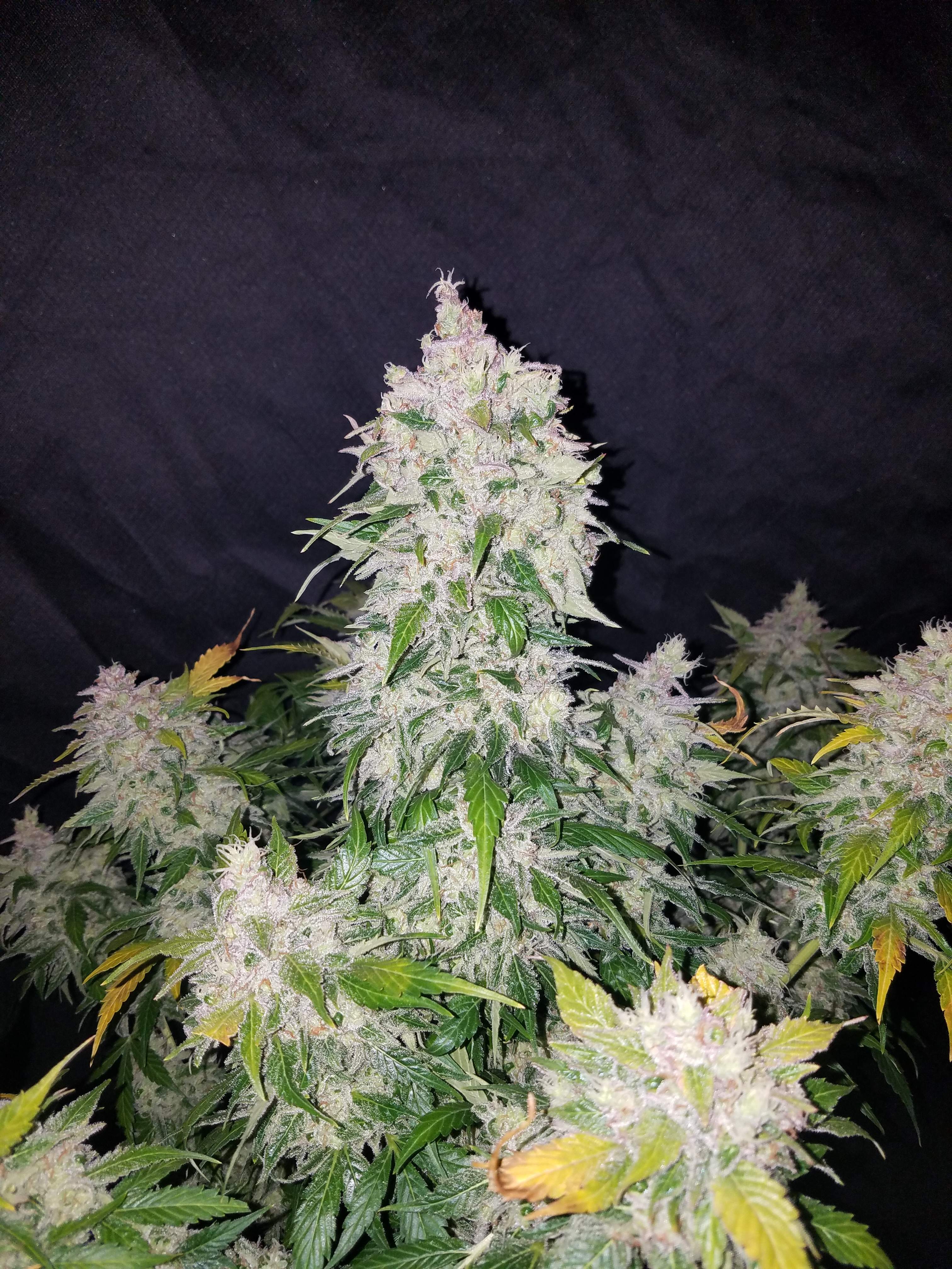 Stardawg