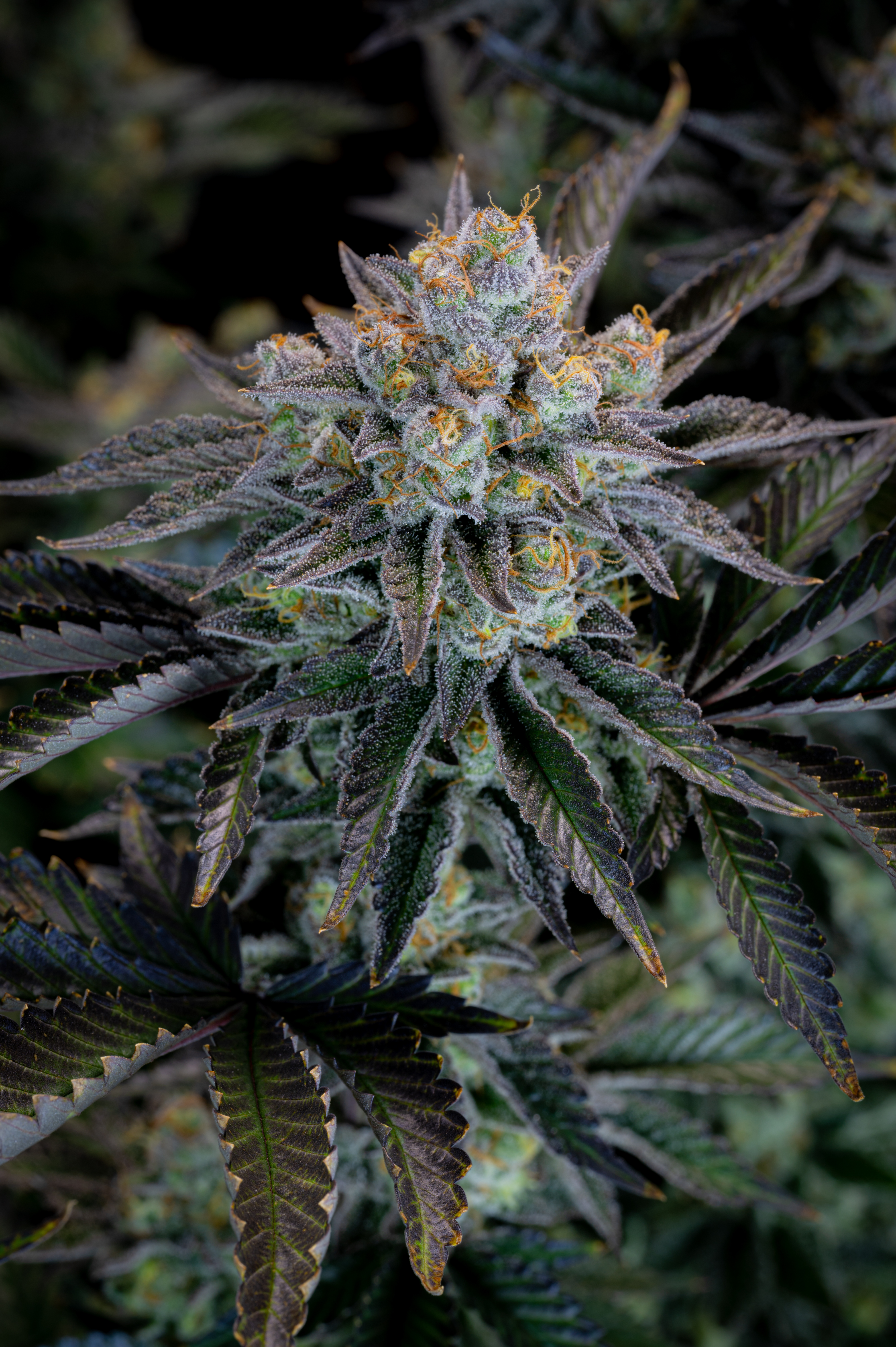 Gorilla Cookies FF