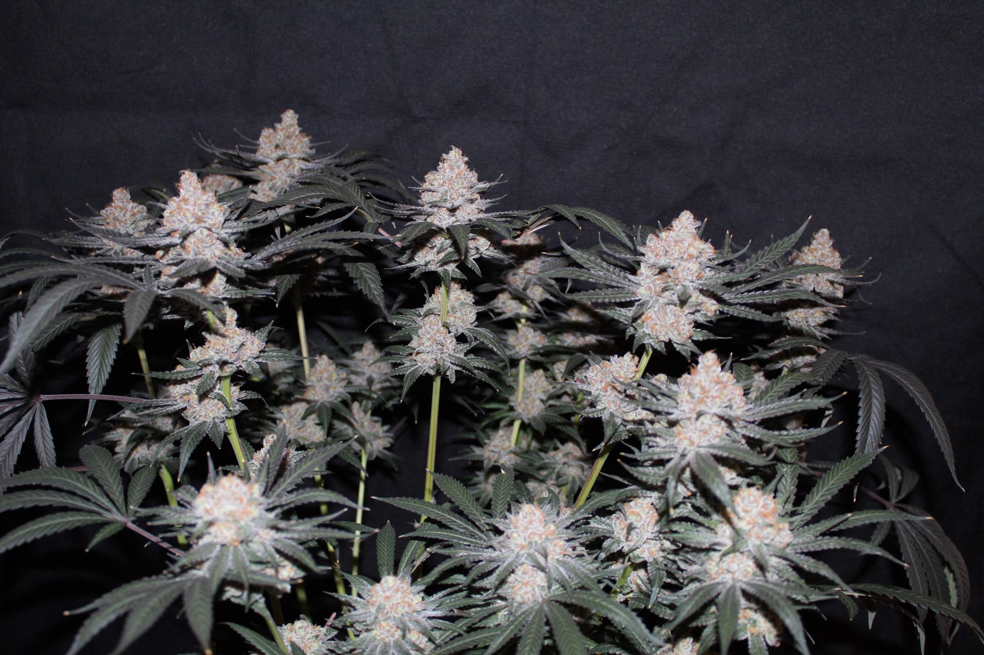 Tropicana Cookies FF