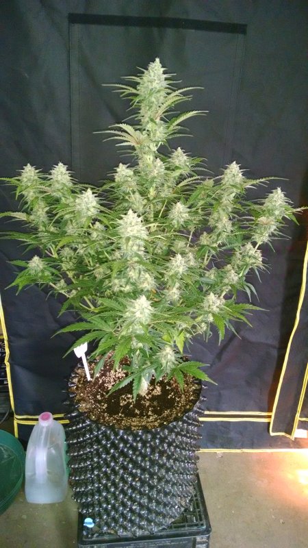Grapefruit