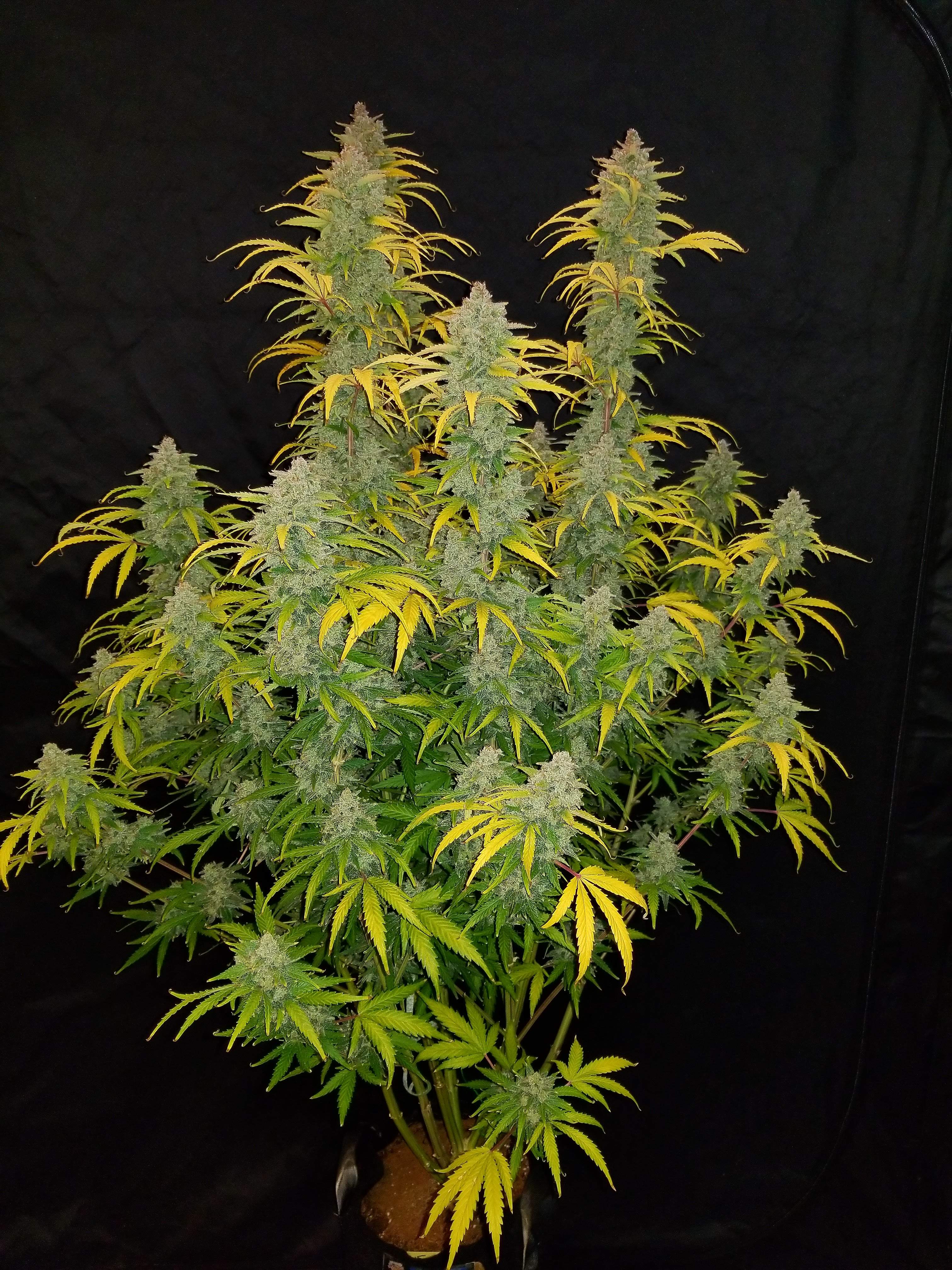 Blue Dream´matic