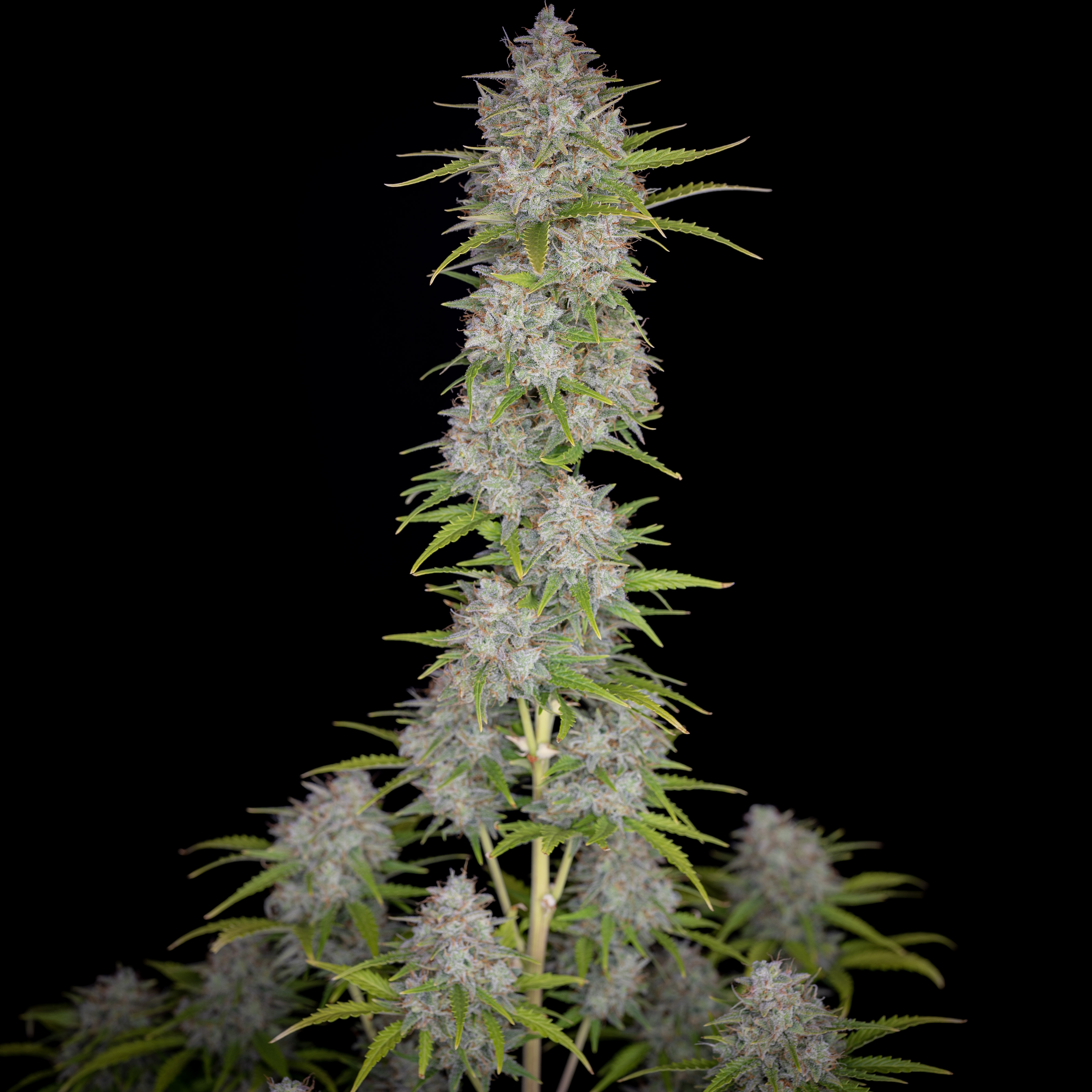 Orange Sherbet Auto