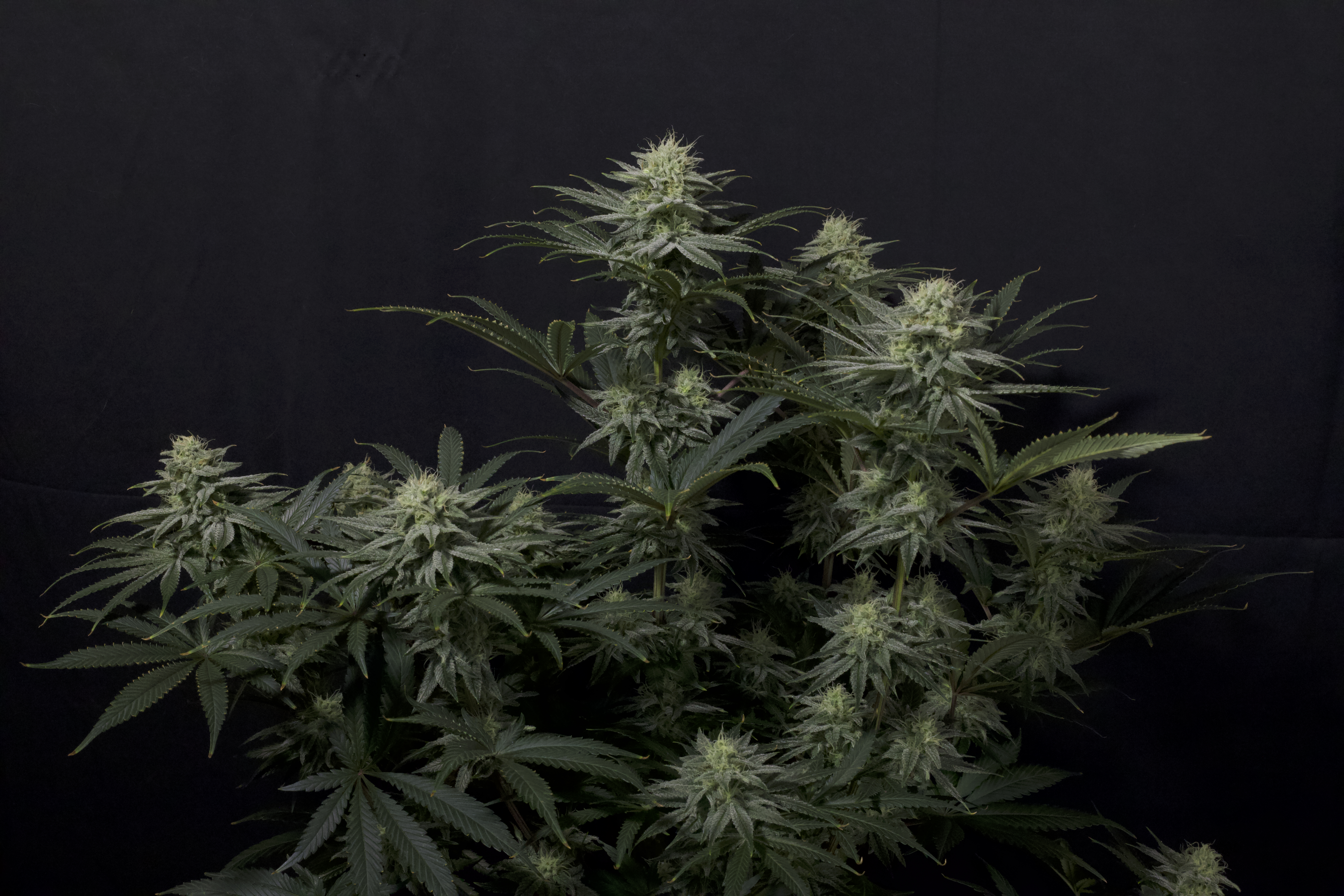 Gorilla Sherbet FF