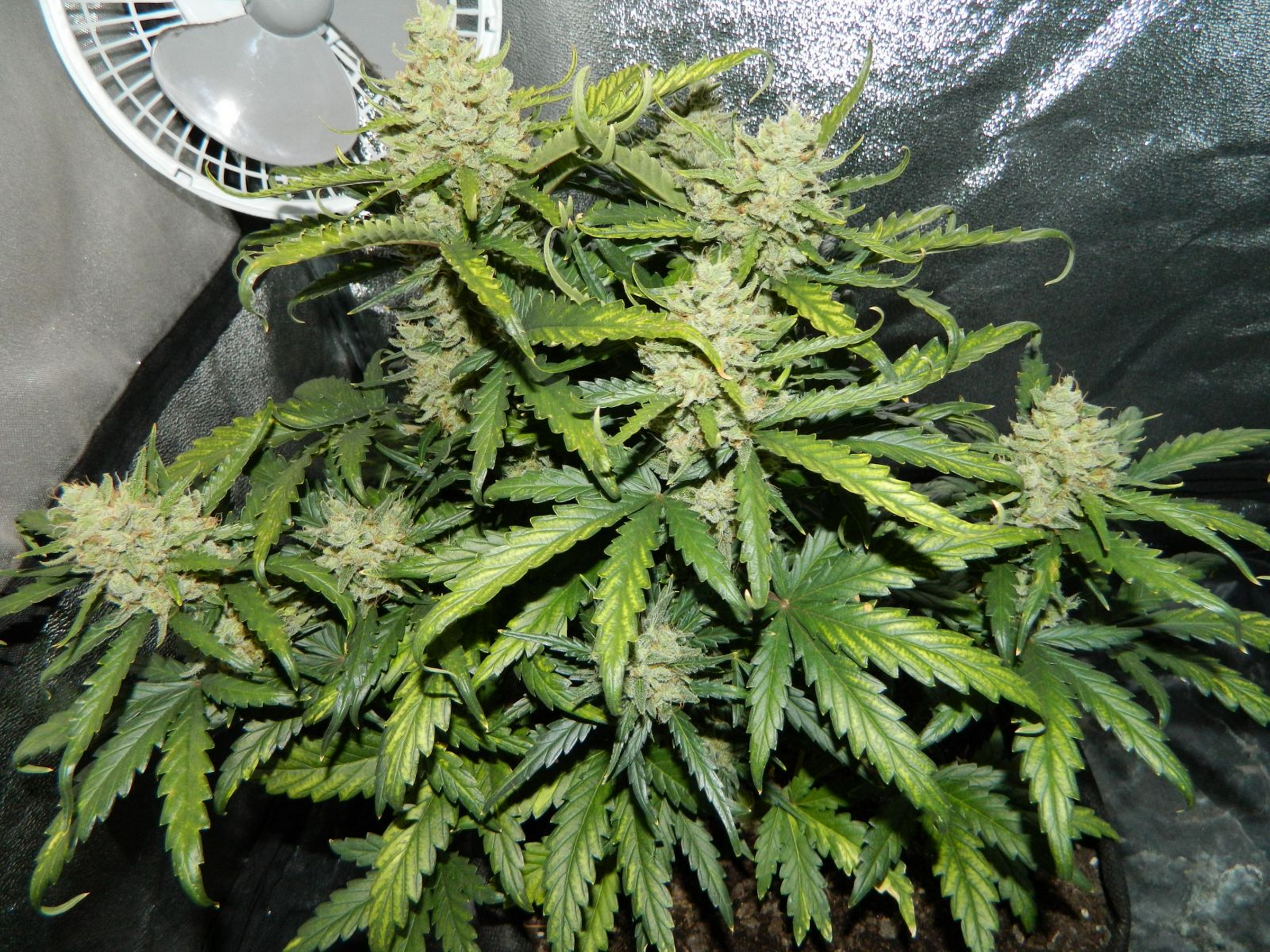 Green Crack