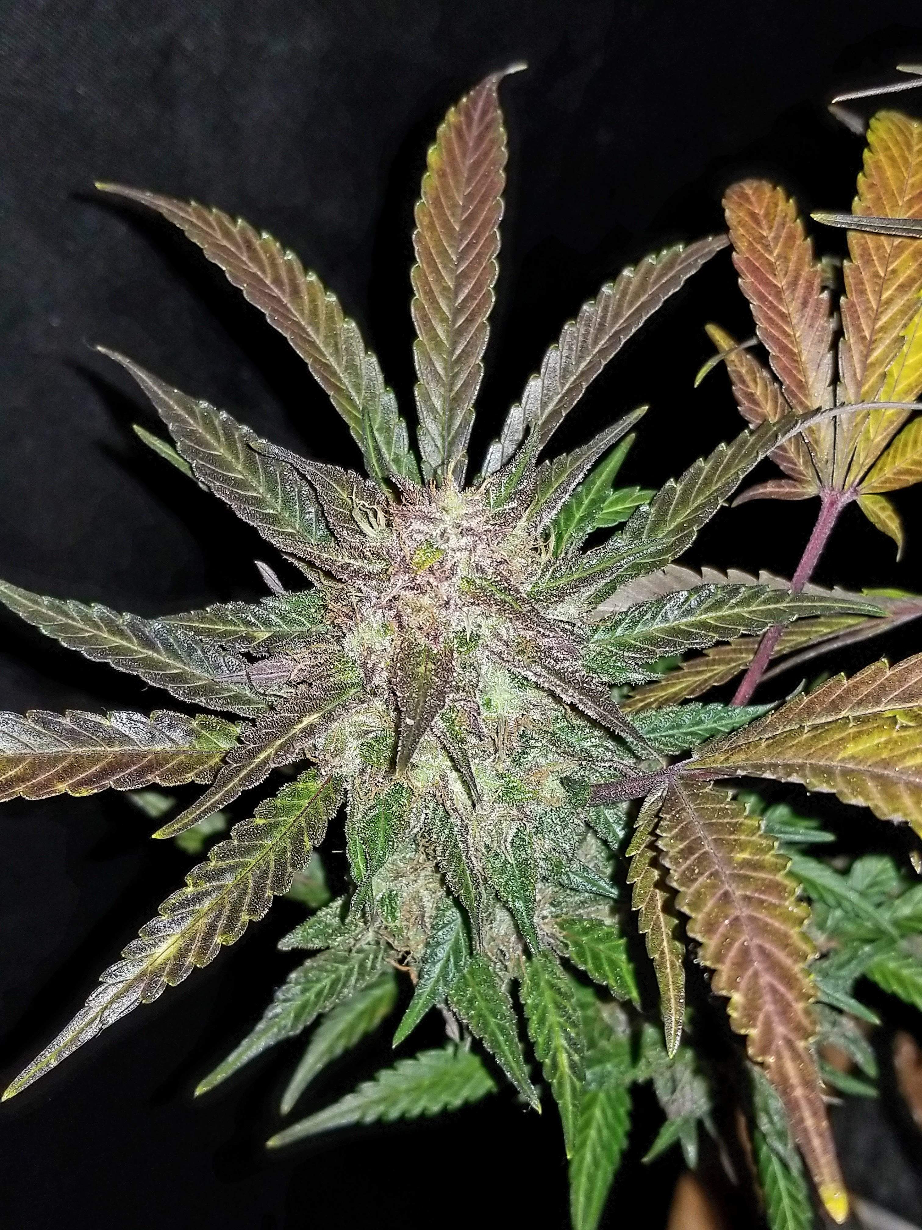 Cream Cookies