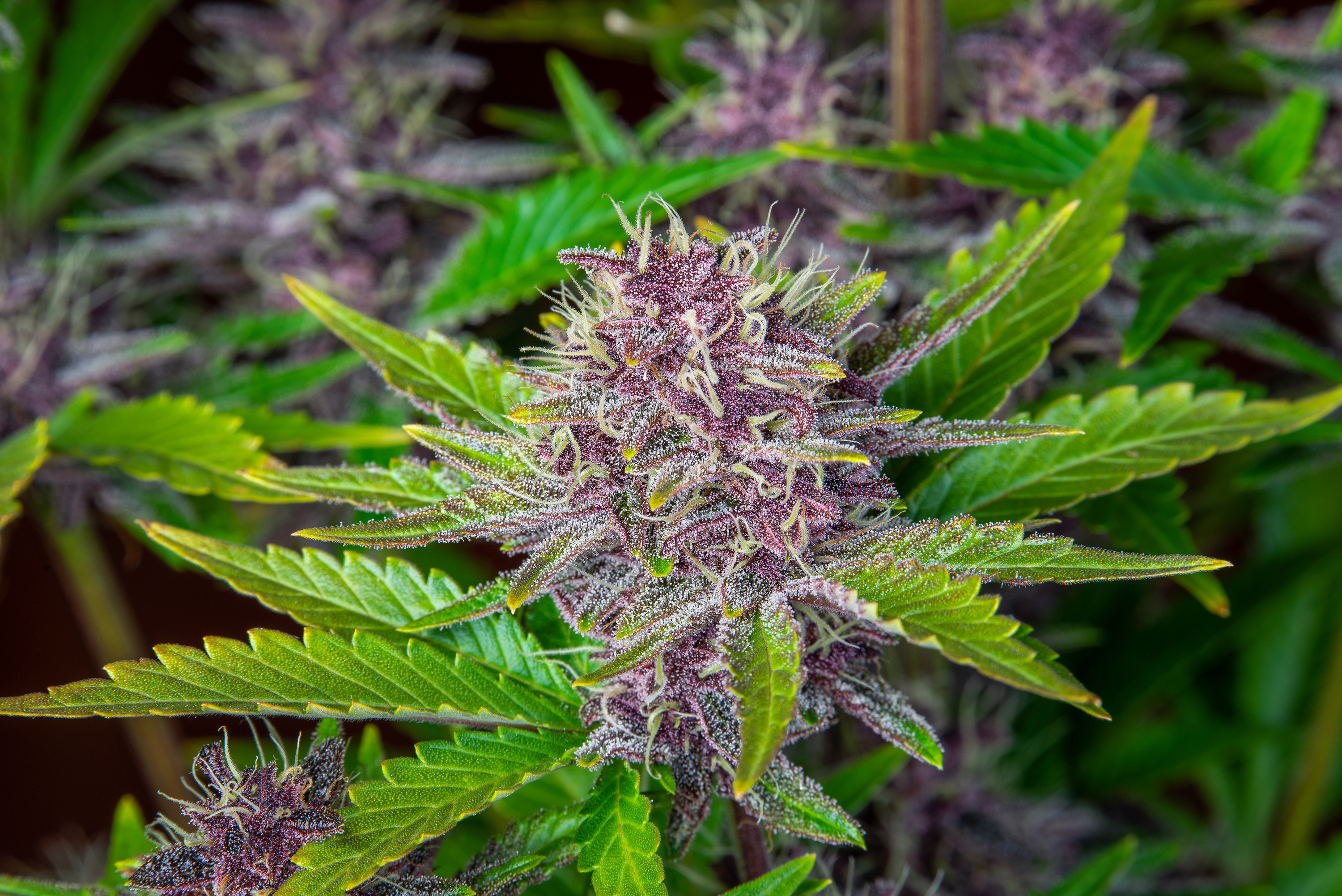 Purple Punch Auto