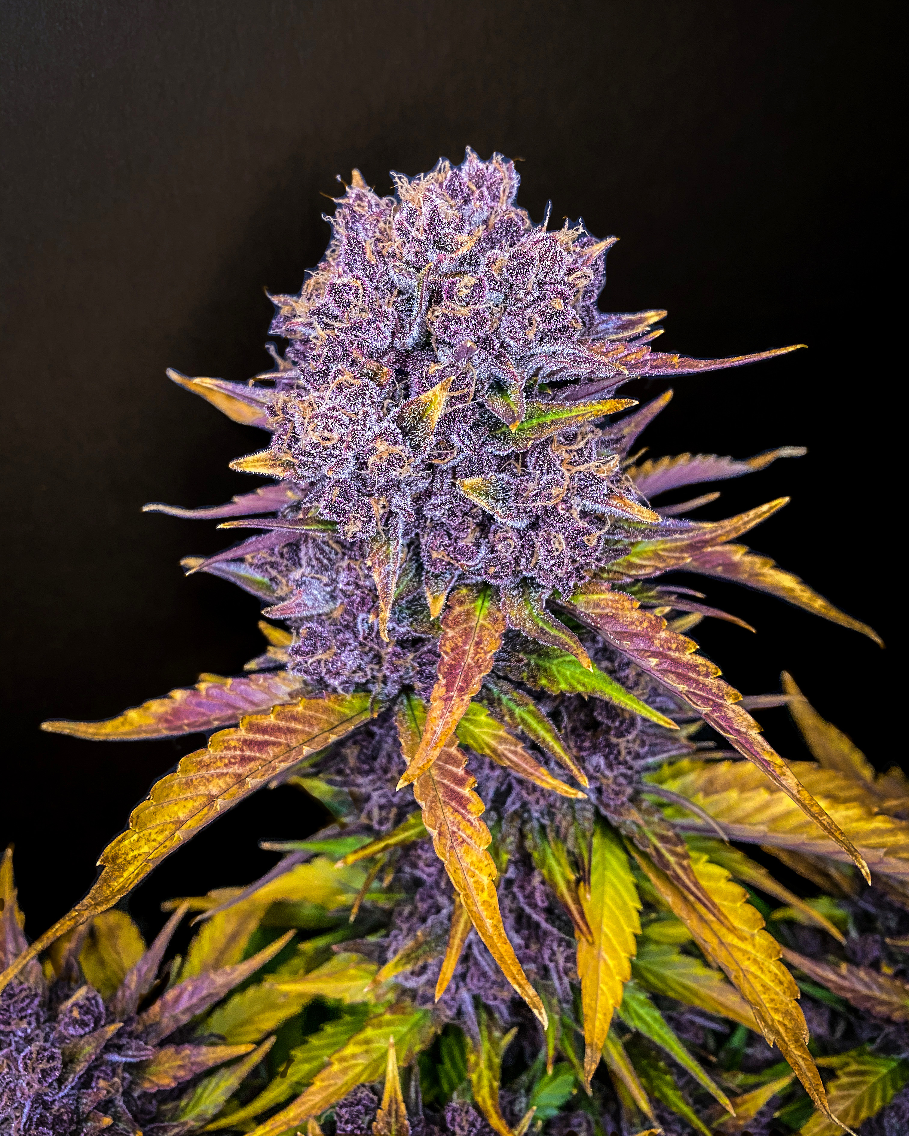 Purple Lemonade