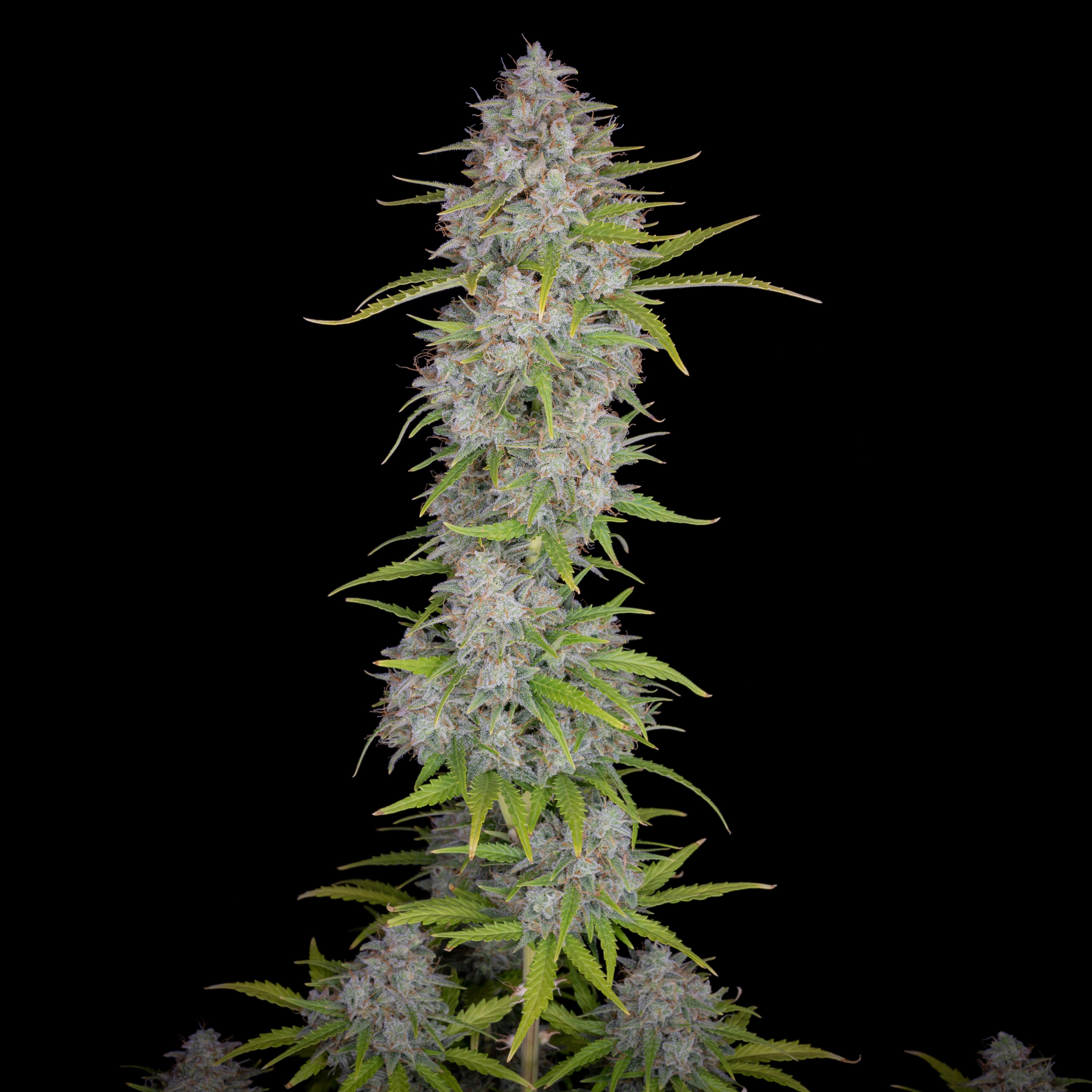 Orange Sherbet Auto